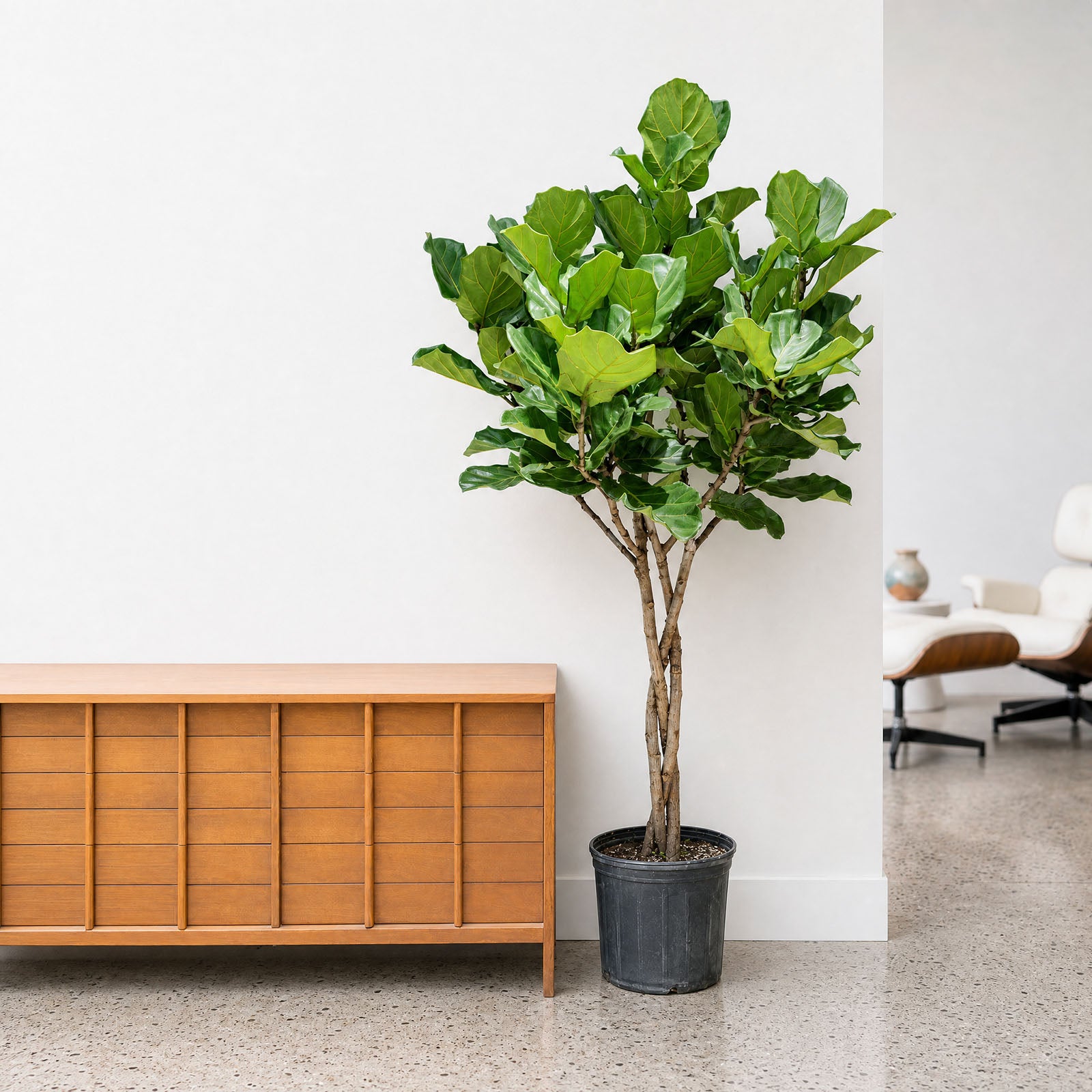 Fiddle Leaf Fig Tree - House Plants Delivery Toronto Canada - JOMO Studio