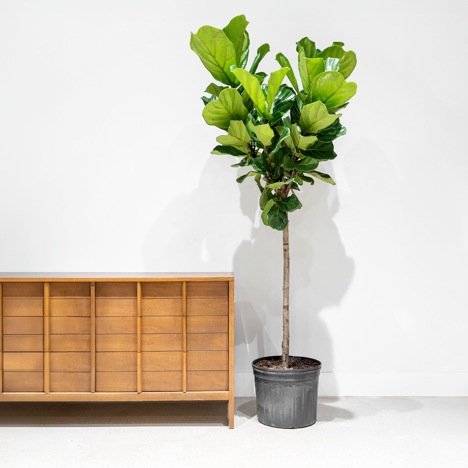 Fiddle Leaf Fig Tree - House Plants Delivery Toronto Canada - JOMO Studio