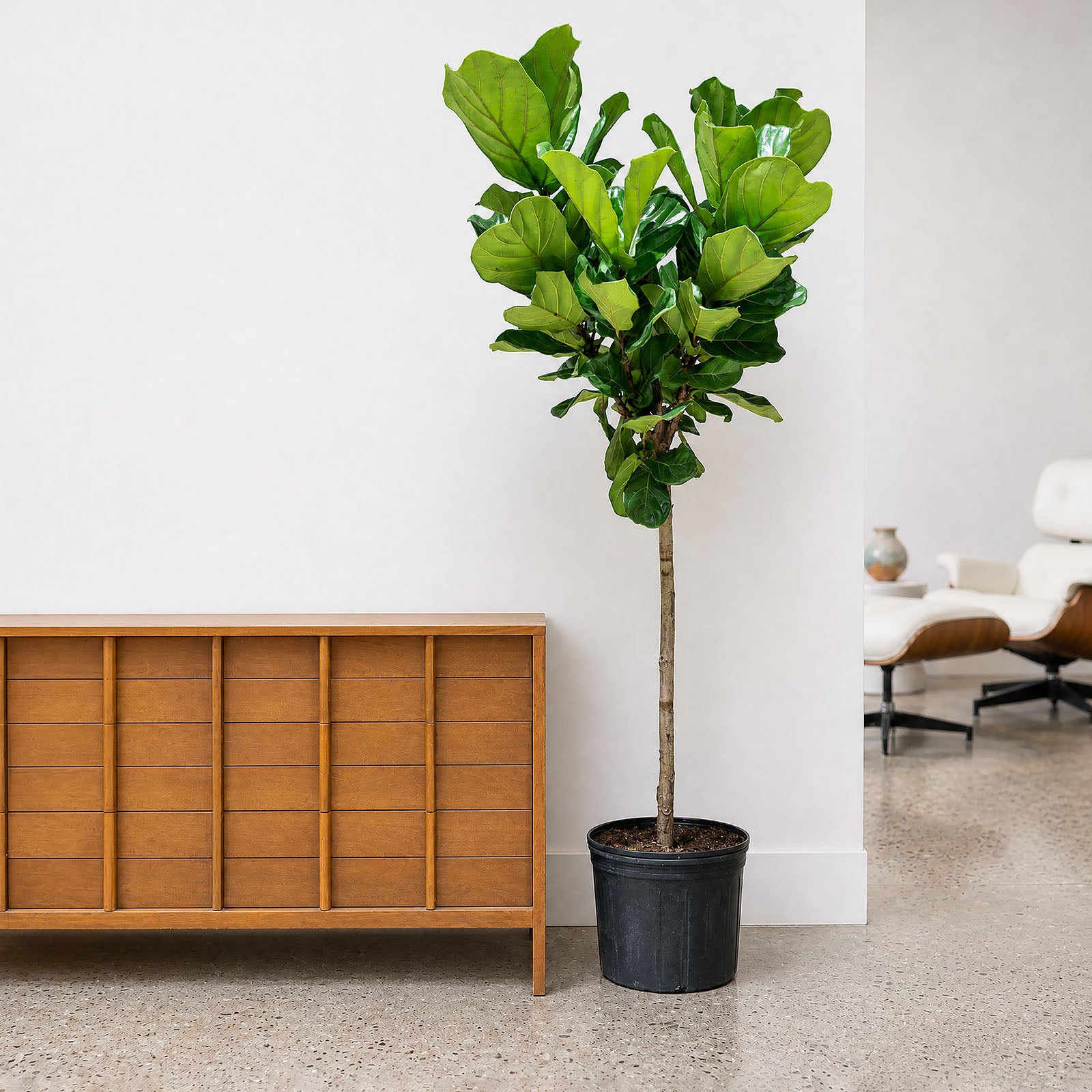 Fiddle Leaf Fig Tree - House Plants Delivery Toronto Canada - JOMO Studio