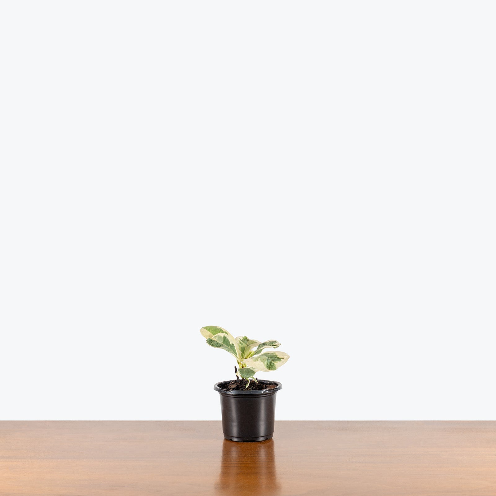 Fiddle Leaf Fig Variegated | Trending Air Purifying Indoor Houseplant for Delivery | Care Guide and Pro Tips
