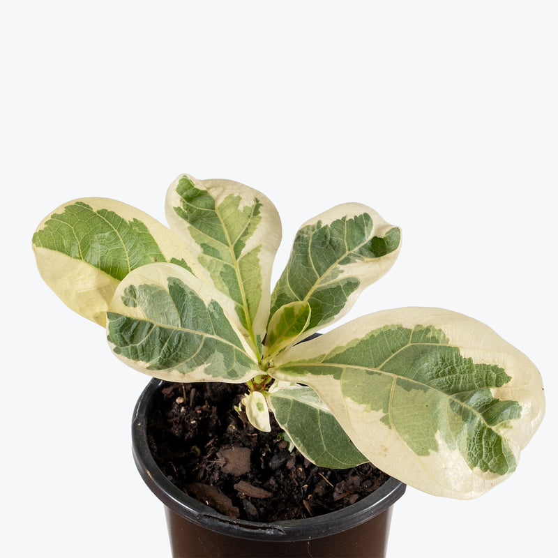Fiddle Leaf Fig Variegated | Trending Air Purifying Indoor Houseplant for Delivery | Care Guide and Pro Tips