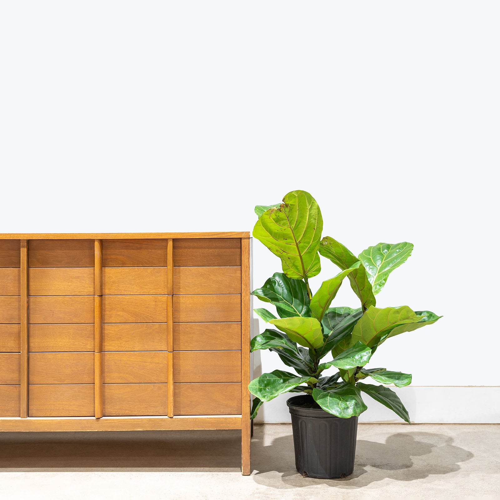 Fiddle Leaf Fig Bush | Care Guide and Pro Tips - Delivery from Toronto across Canada - JOMO Studio