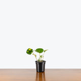 Firefly Leopard Plant — 4" Pot