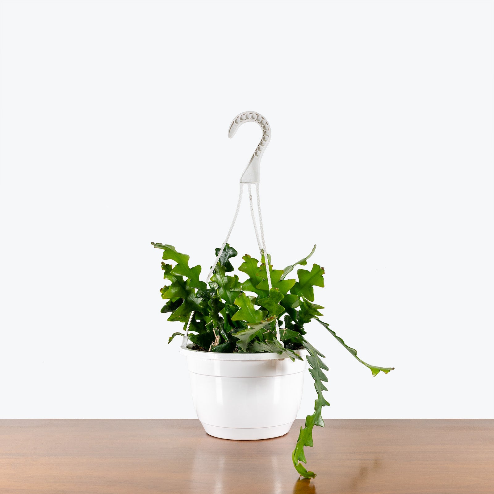 Fishbone Cactus | Care Guide and Pro Tips - Delivery from Toronto across Canada - JOMO Studio