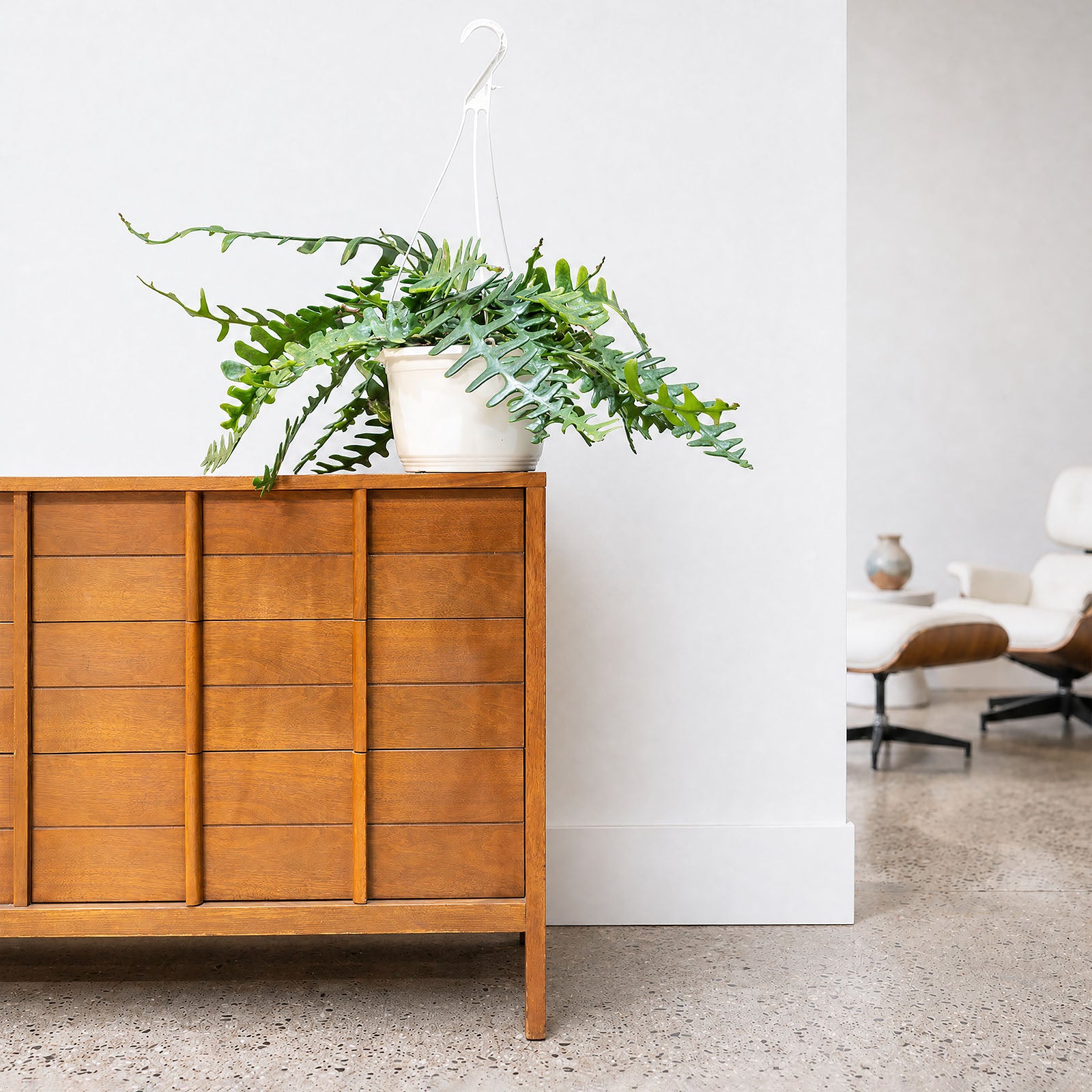 Fishbone Cactus | Care Guide and Pro Tips - Delivery from Toronto across Canada - JOMO Studio
