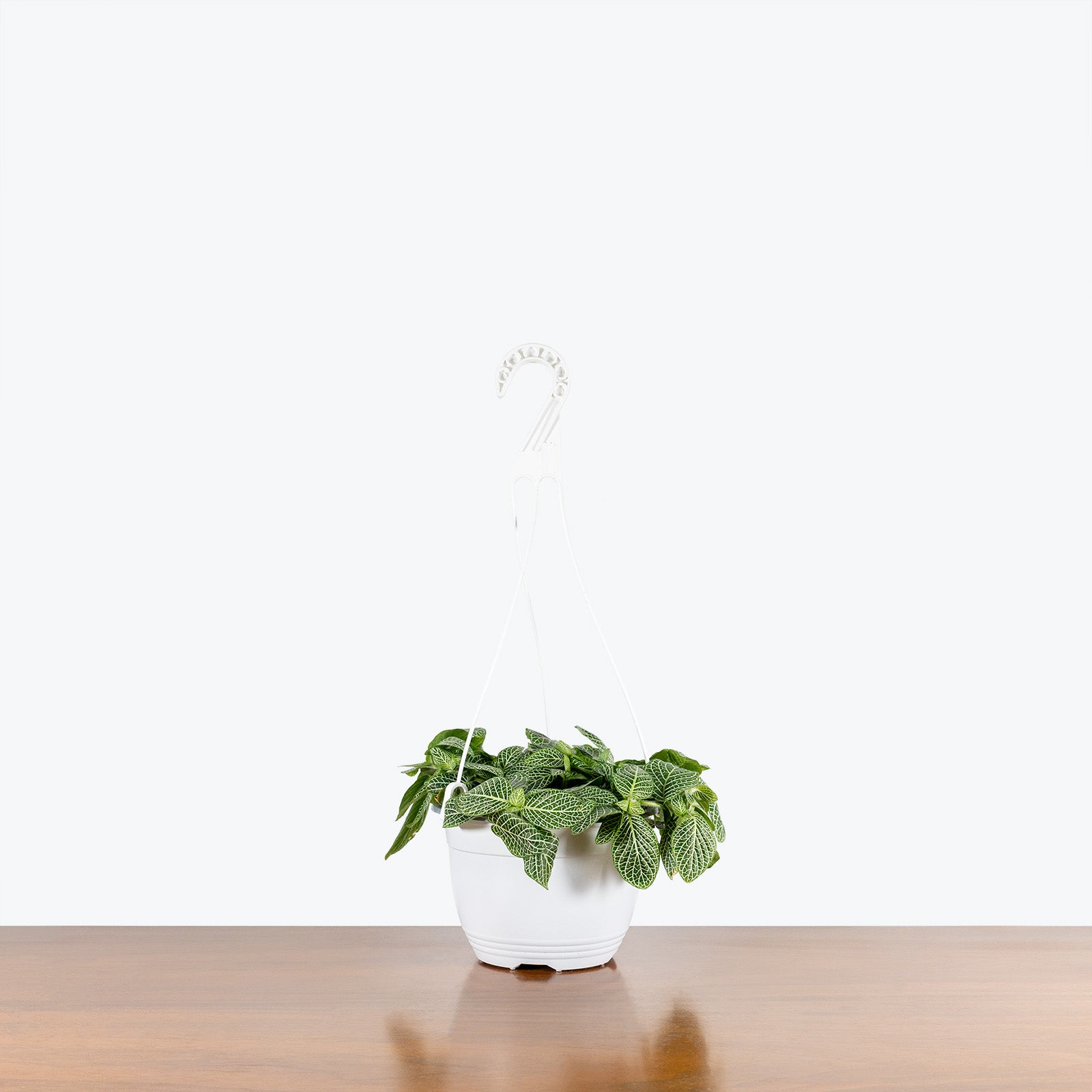 Fittonia Nerve Plant Red - House Plants Delivery Toronto - JOMO Studio