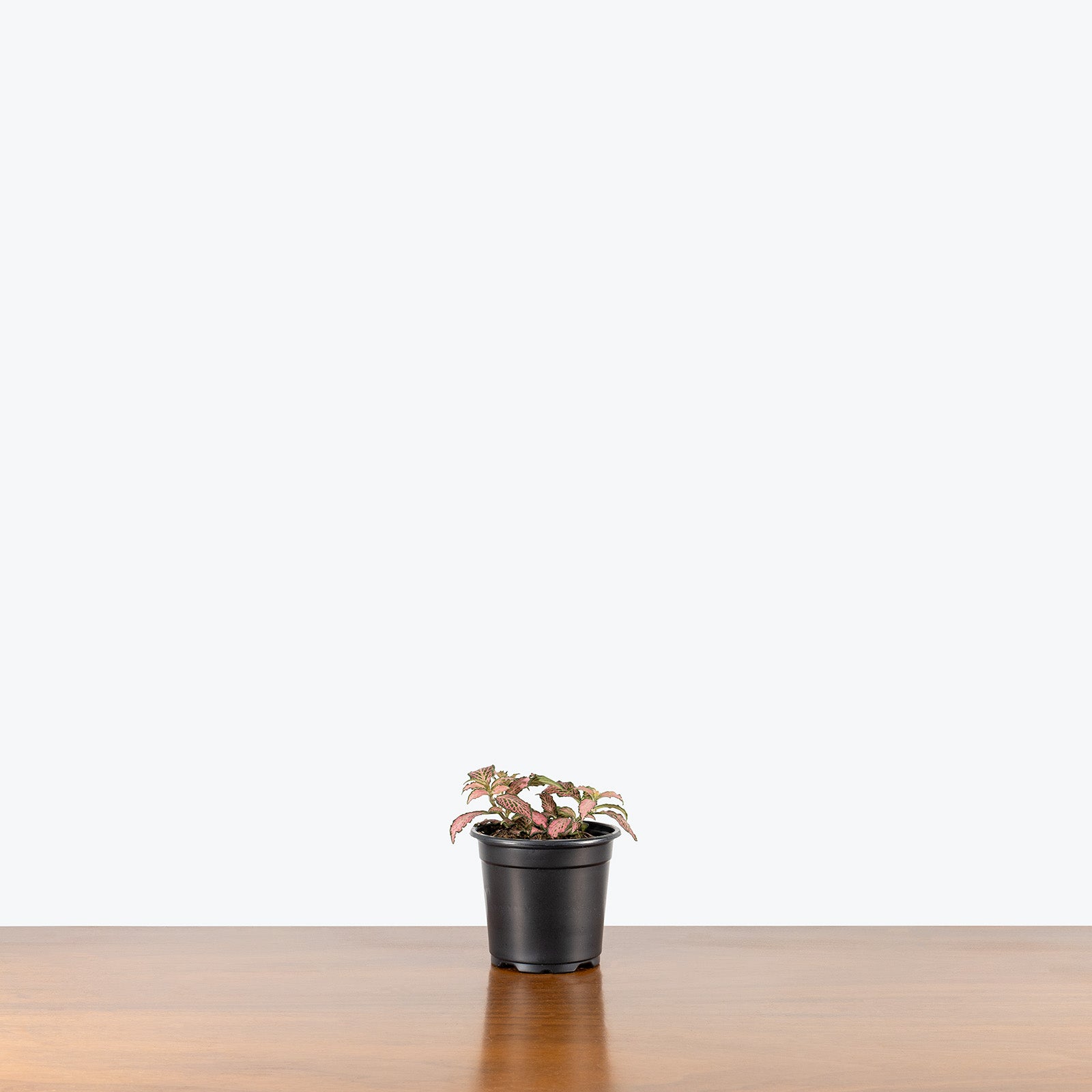 Fittonia Pink Forest Flame | Care Guide and Pro Tips - Delivery from Toronto across Canada - JOMO Studio