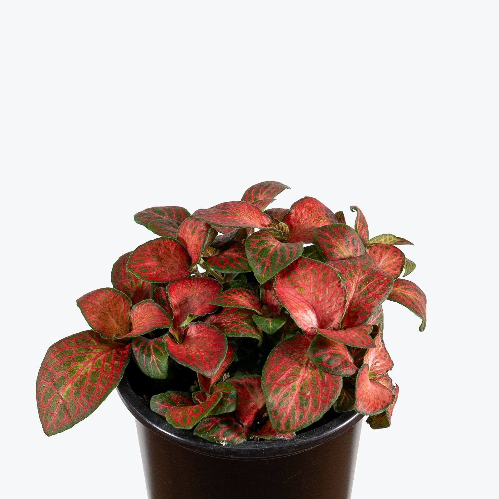 Fittonia Red Cloud | Care Guide and Pro Tips - Delivery from Toronto across Canada - JOMO Studio
