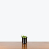 Fittonia White Anne — 4" Pot