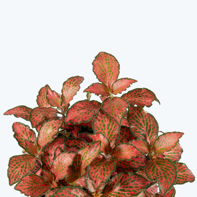 Fittonia Flaming Red | Care Guide and Pro Tips - Delivery from Toronto across Canada - JOMO Studio