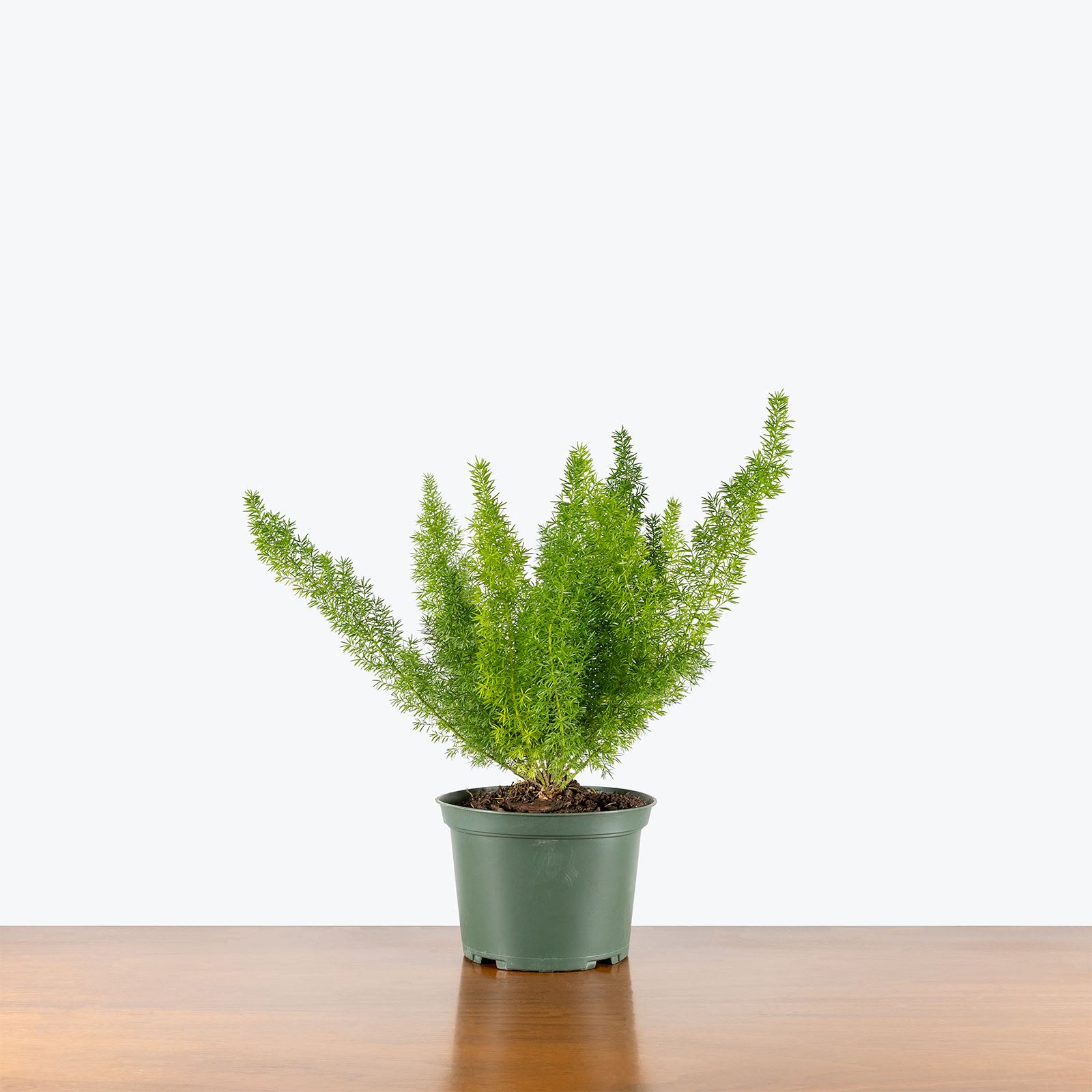 Foxtail Fern | Care Guide and Pro Tips - Delivery from Toronto across Canada - JOMO Studio
