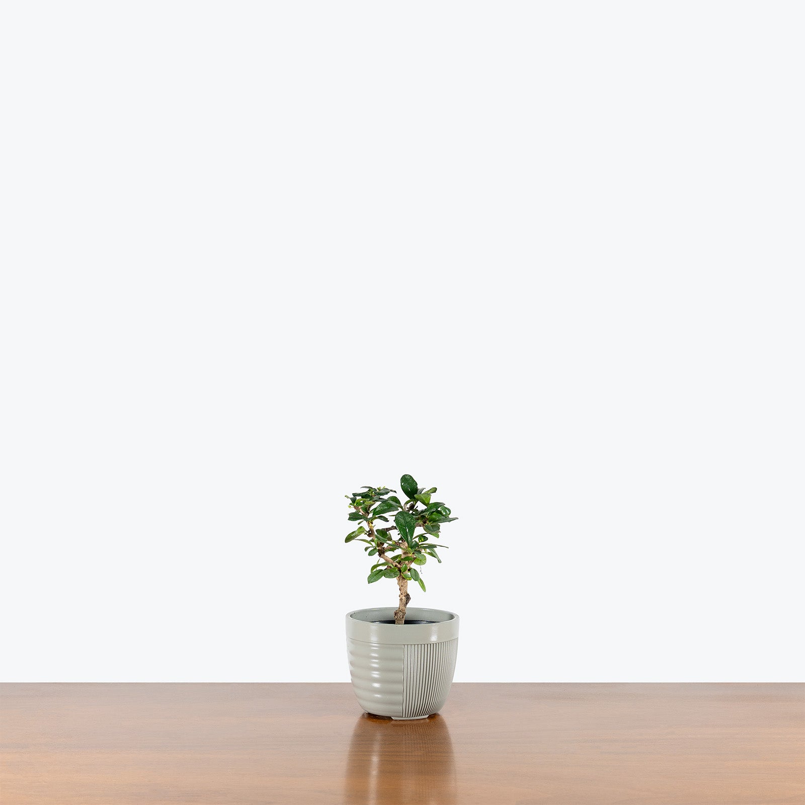 Fukien Tea Bonsai