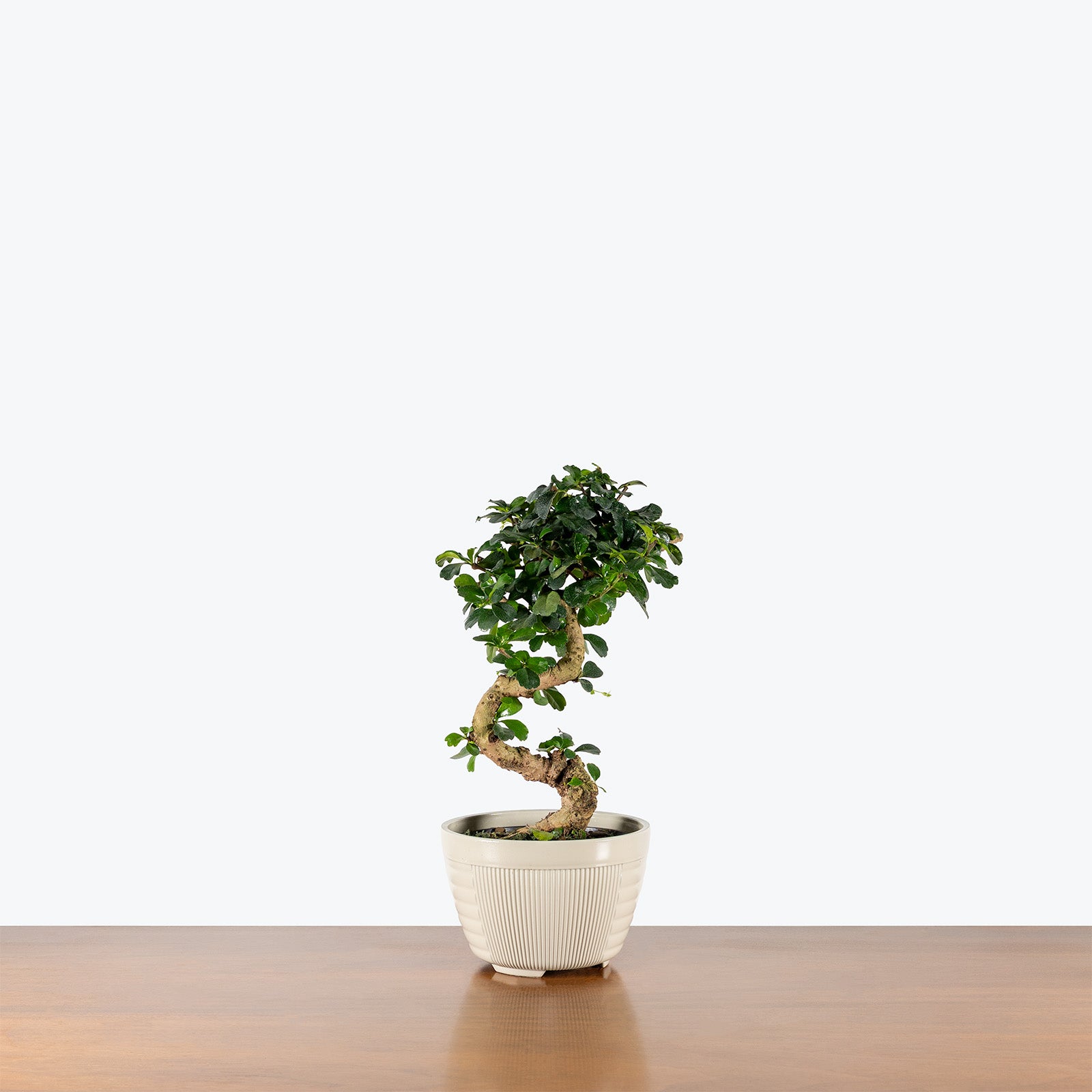 Ficus Retusa Bonsai | Care Guide and Pro Tips - Delivery from Toronto across Canada - JOMO Studio