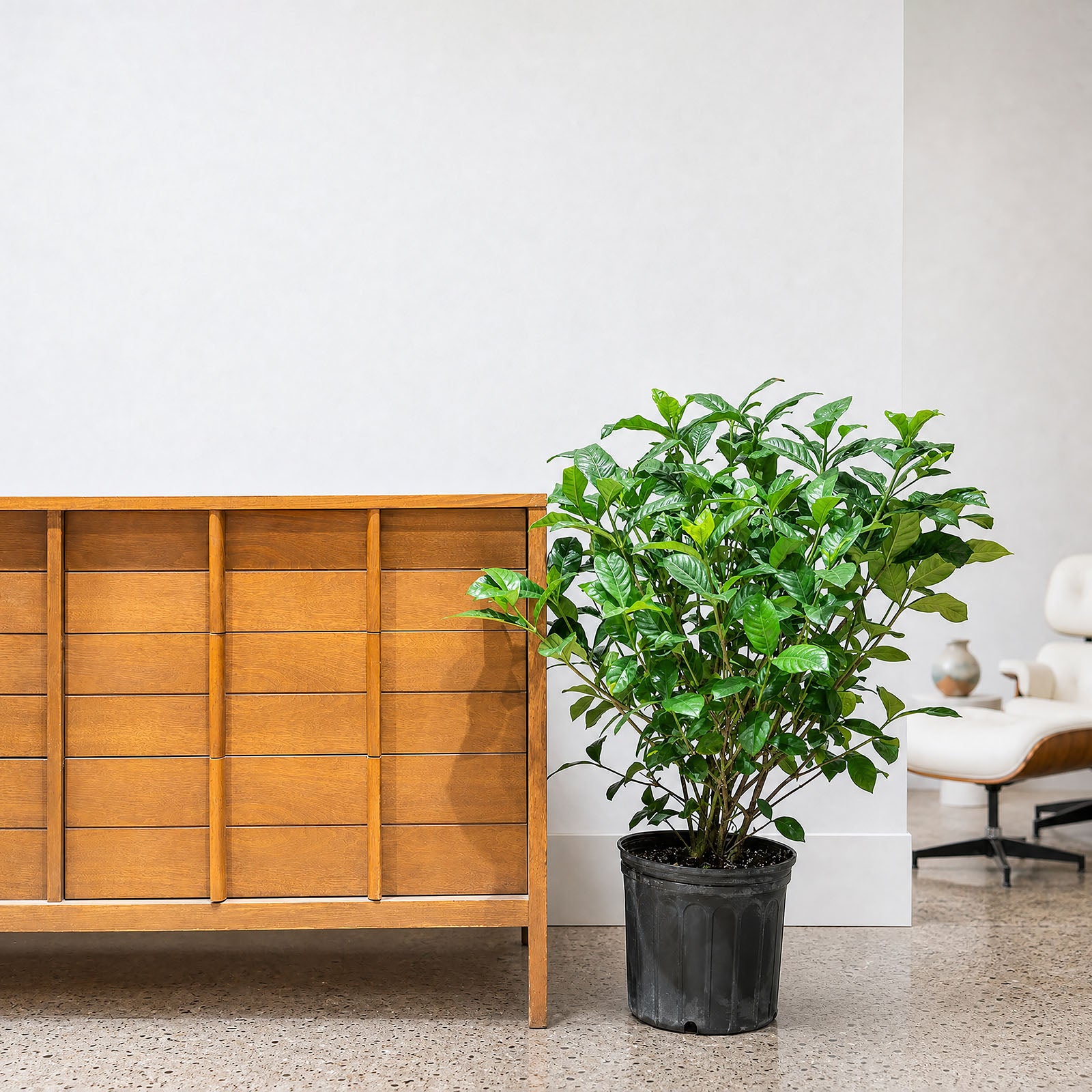 Gardenia Jasminoides | Care Guide and Pro Tips - Delivery from Toronto across Canada - JOMO Studio