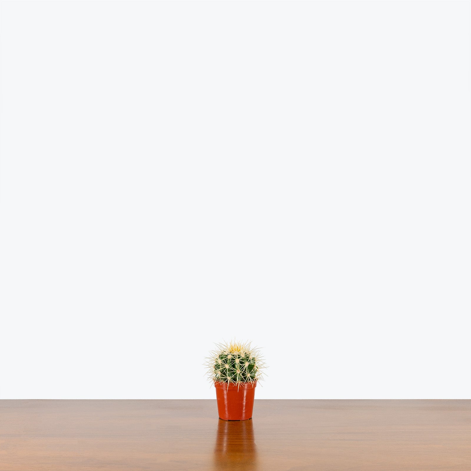 Golden Barrel Cactus | Care Guide and Pro Tips - Delivery from Toronto across Canada - JOMO Studio