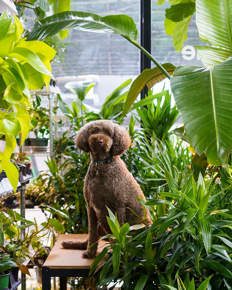 Gosling | Our Team - DIY Workshops and House Plants Delivery Toronto - JOMO Studio