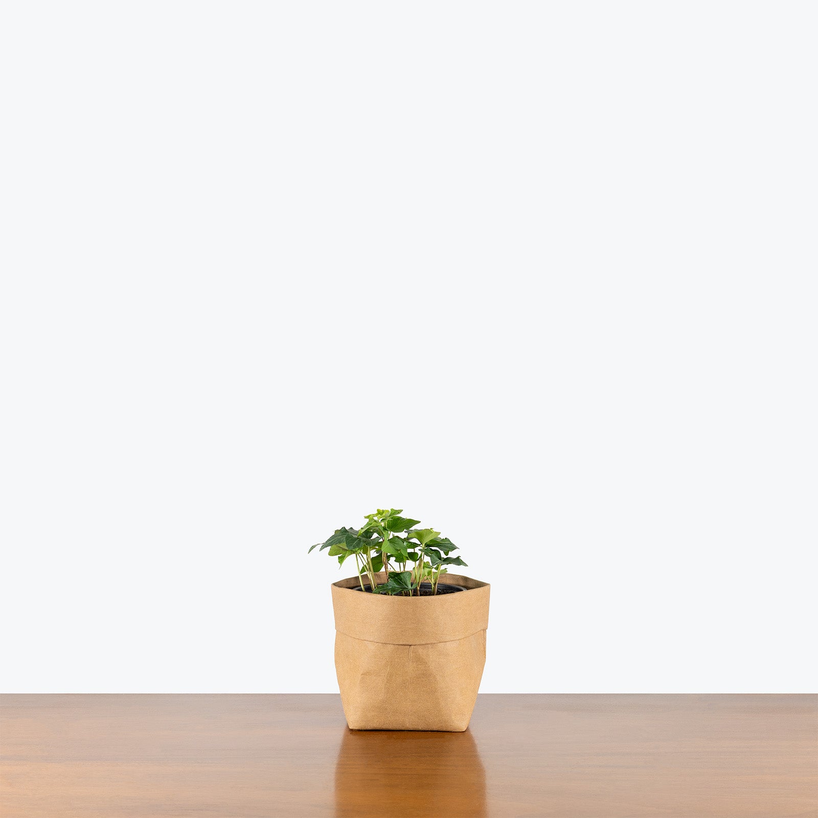 Green California Ivy | Care Guide and Pro Tips - Delivery from Toronto across Canada - JOMO Studio