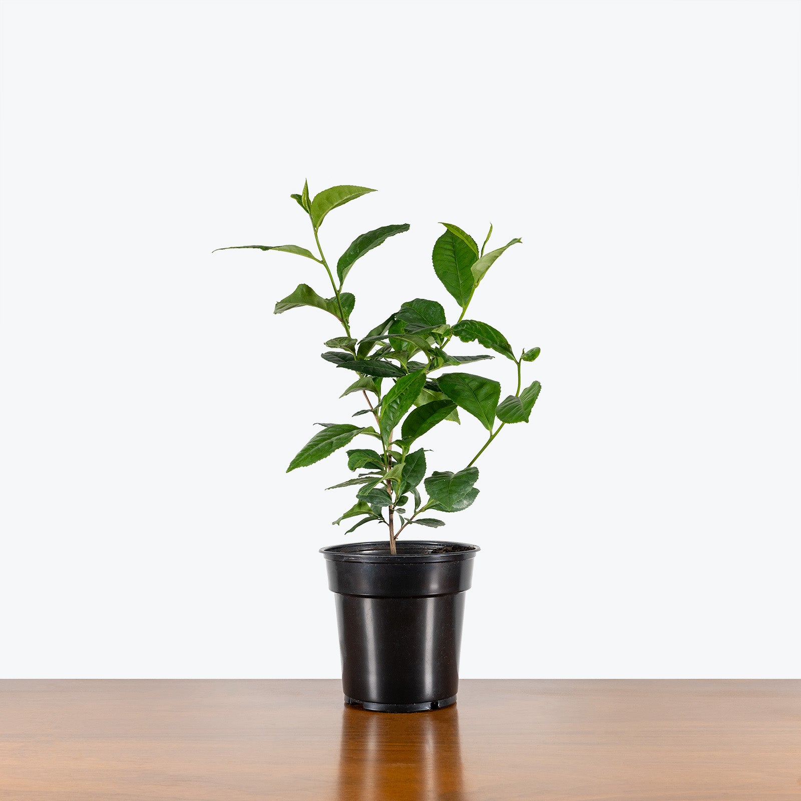 Green Tea Plant | Camellia Sinensis | Care Guide and Pro Tips - Delivery from Toronto across Canada - JOMO Studio