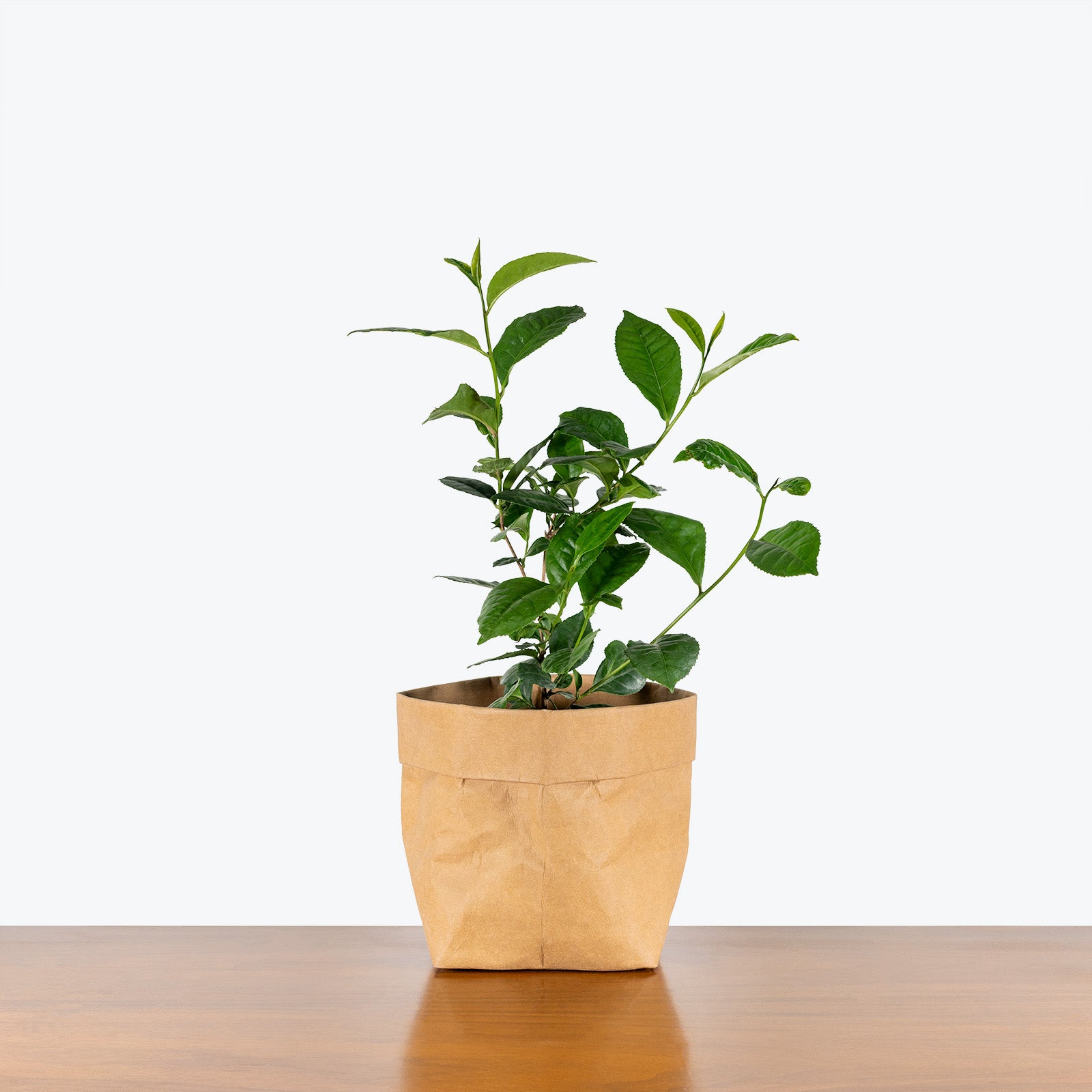 Green Tea Plant | Camellia Sinensis | Care Guide and Pro Tips - Delivery from Toronto across Canada - JOMO Studio