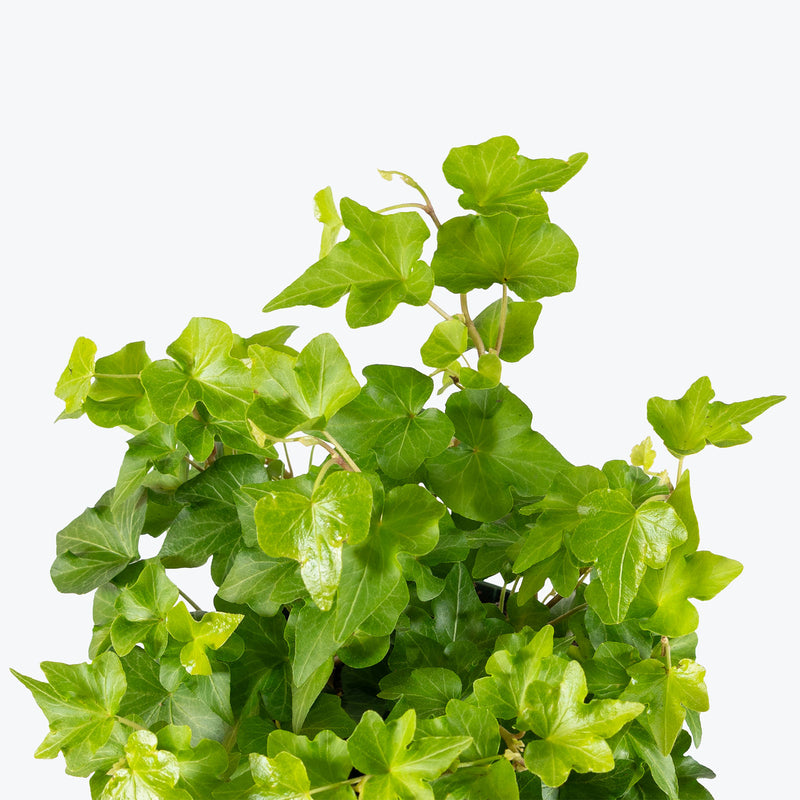 Green California Ivy | Care Guide and Pro Tips - Delivery from Toronto across Canada - JOMO Studio