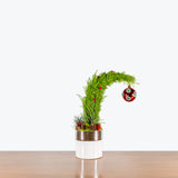 Grinchmas Tree — 4" Pot - Round - Assorted Ornament