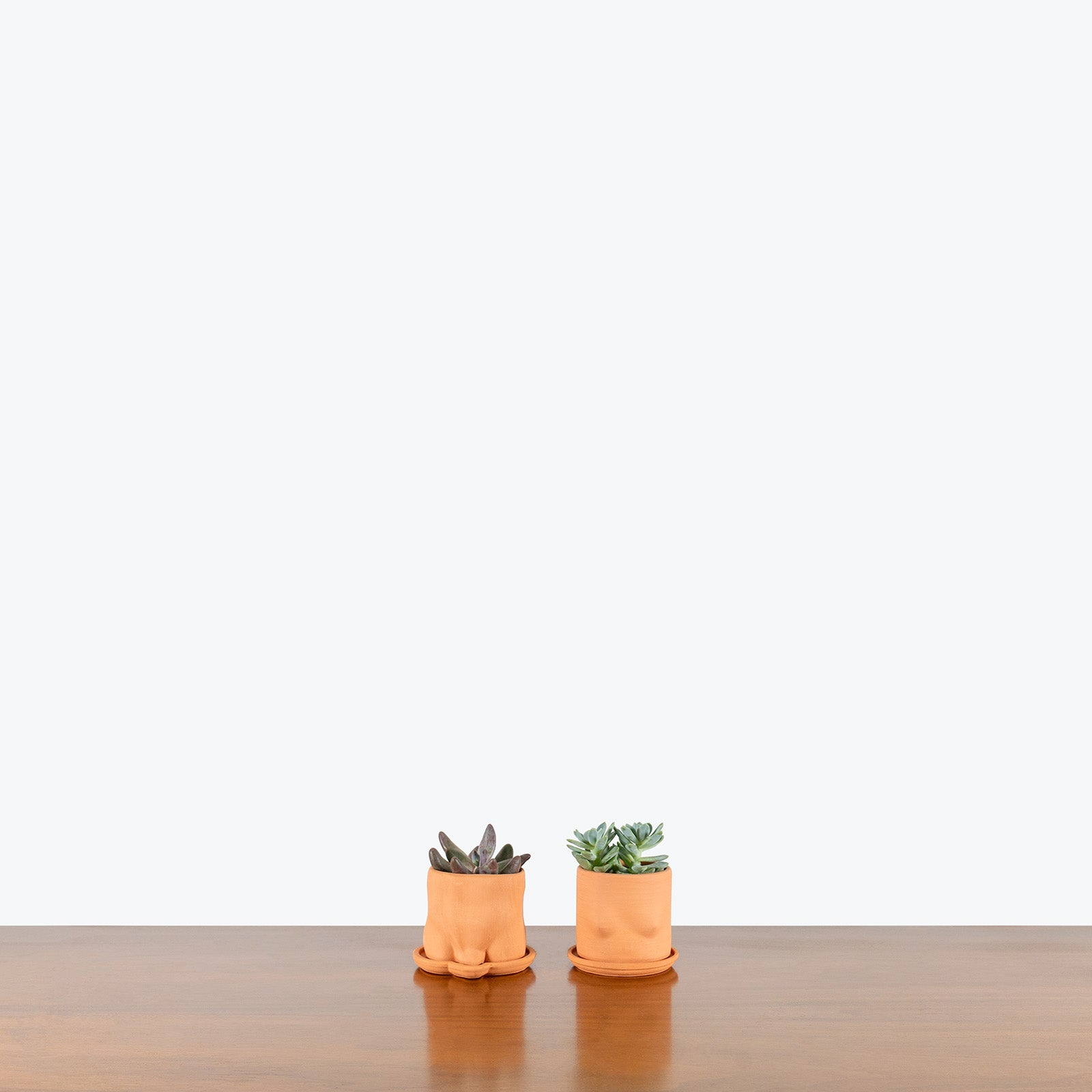 Group Partner Planter - House Plants Delivery Toronto - JOMO Studio