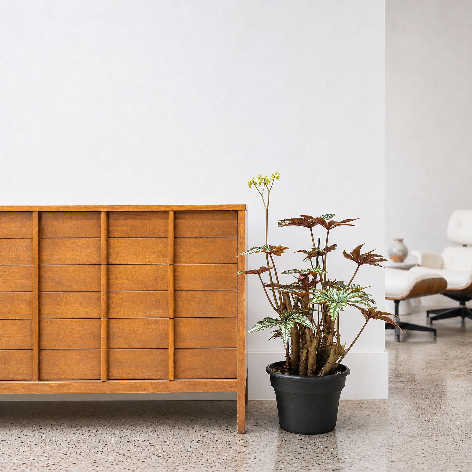 Gryphon Begonia | Care Guide and Pro Tips - Delivery from Toronto across Canada - JOMO Studio