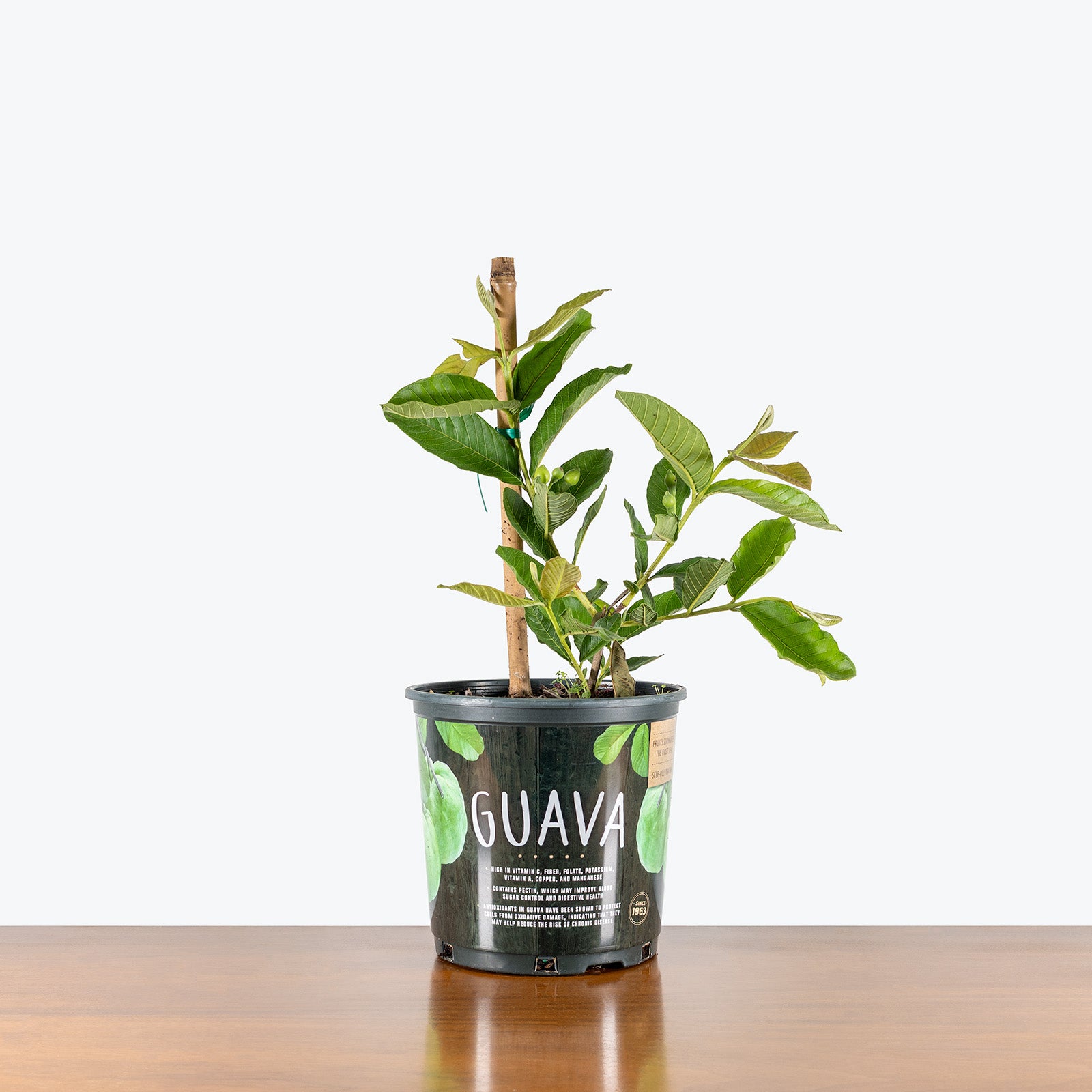 Guava Tree | Psidium guajava | Care Guide and Pro Tips - Delivery from Toronto across Canada - JOMO Studio