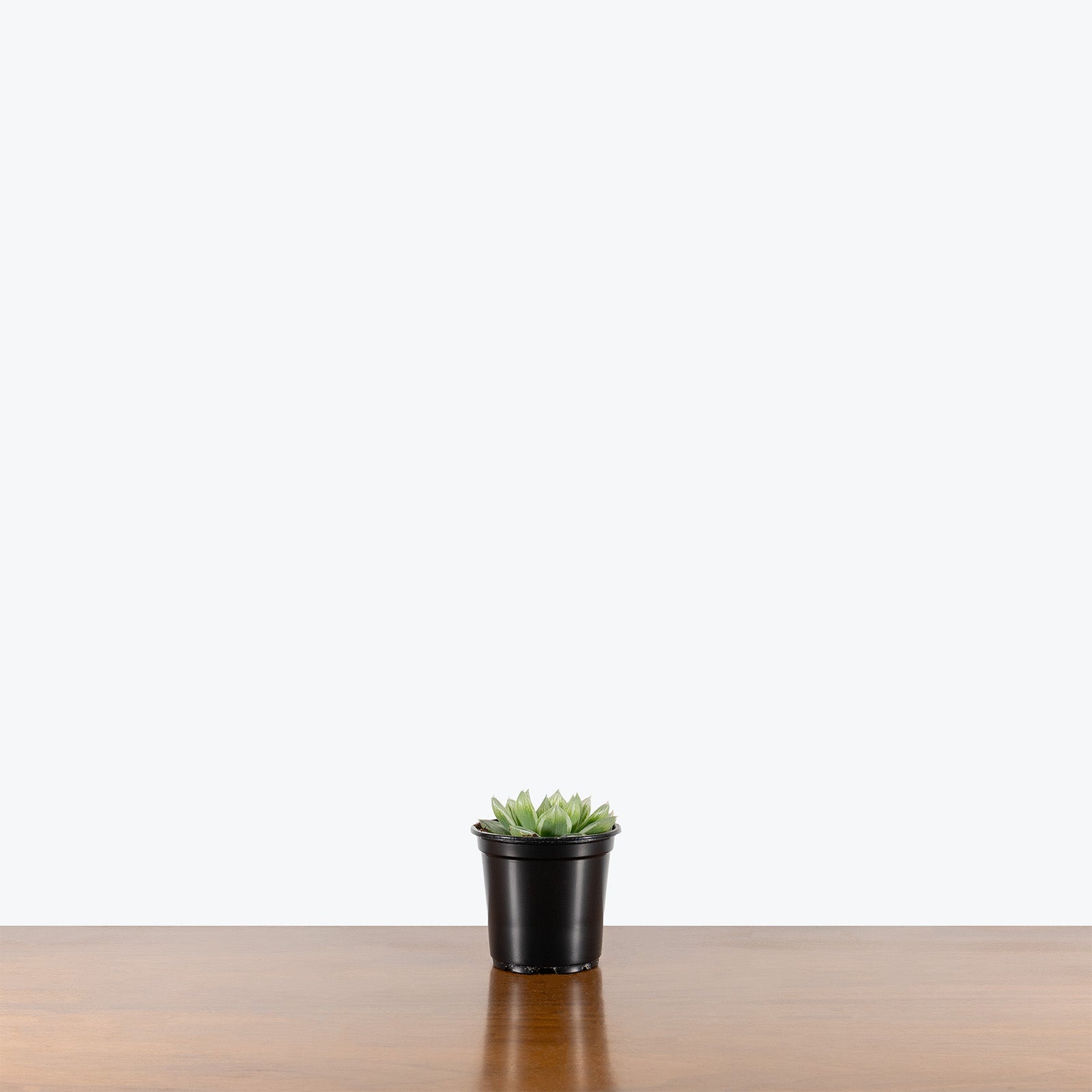 Haworthia Cooperi Variegata | Care Guide and Pro Tips - Delivery from Toronto across Canada - JOMO Studio
