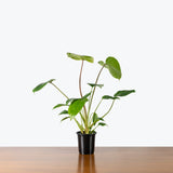 Homalomena Rubescens — 4" Pot