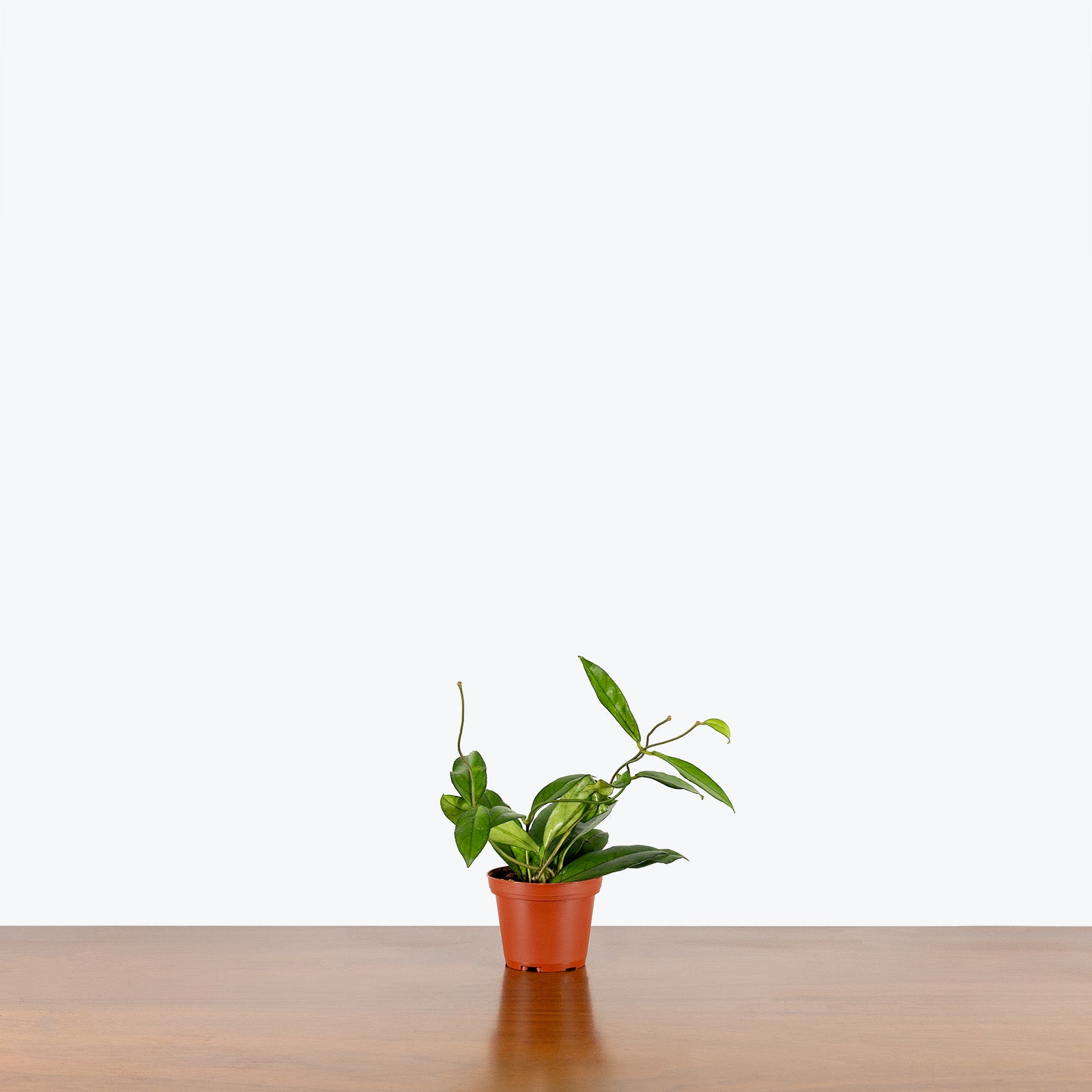 Hoya Crassipetiolata | Care Guide and Pro Tips - JOMO Studio