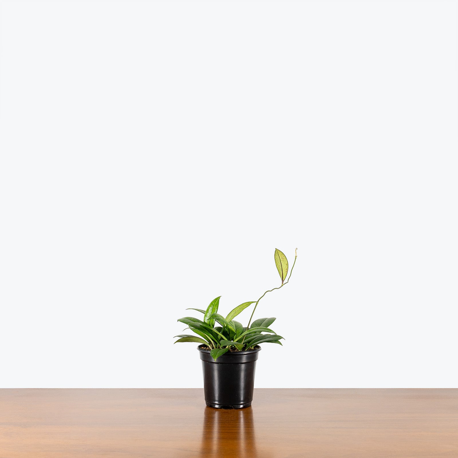Hoya Crassipetiolata | Care Guide and Pro Tips - JOMO Studio