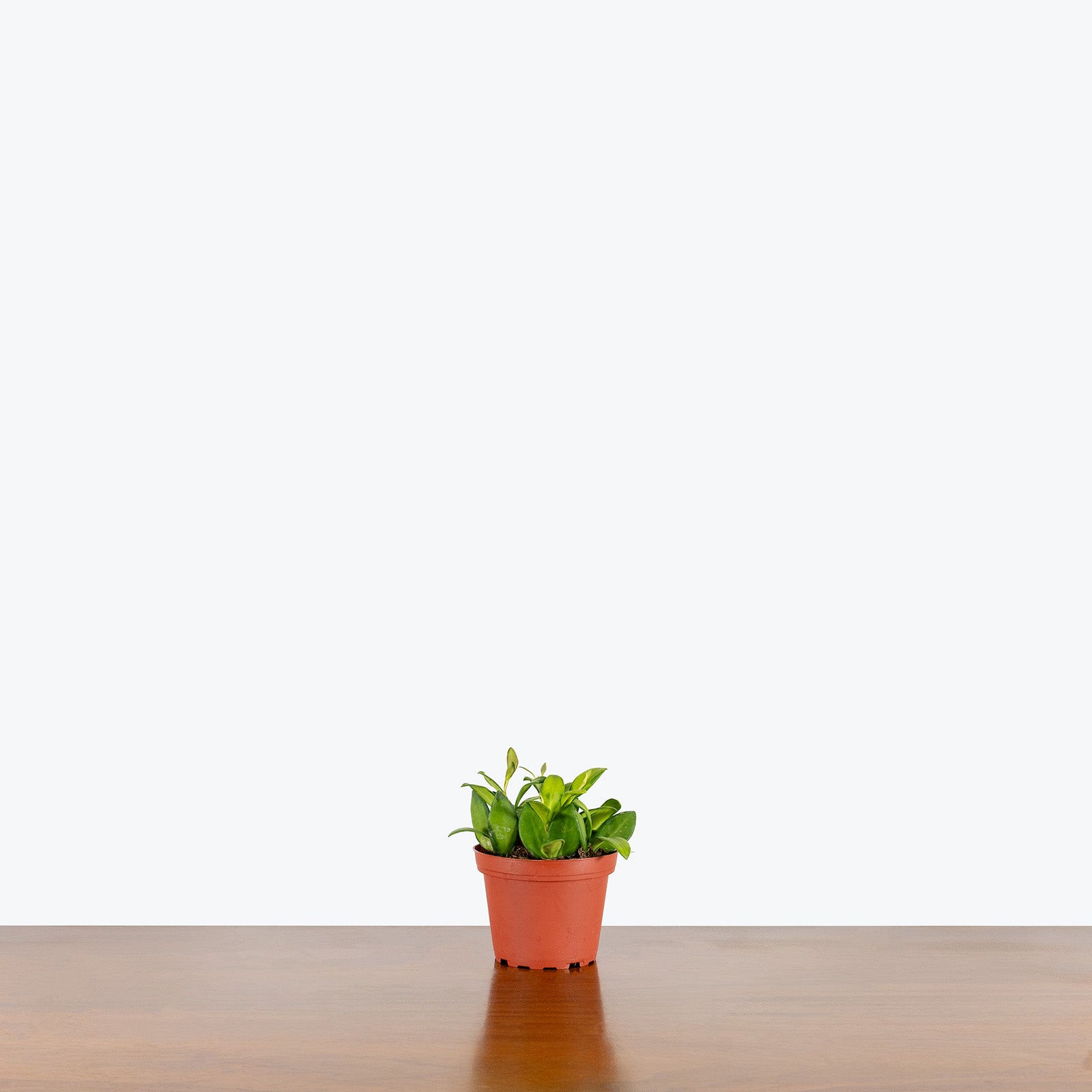 Hoya DS-70 Variegated | Care Guide and Pro Tips - Delivery from Toronto across Canada - JOMO Studio