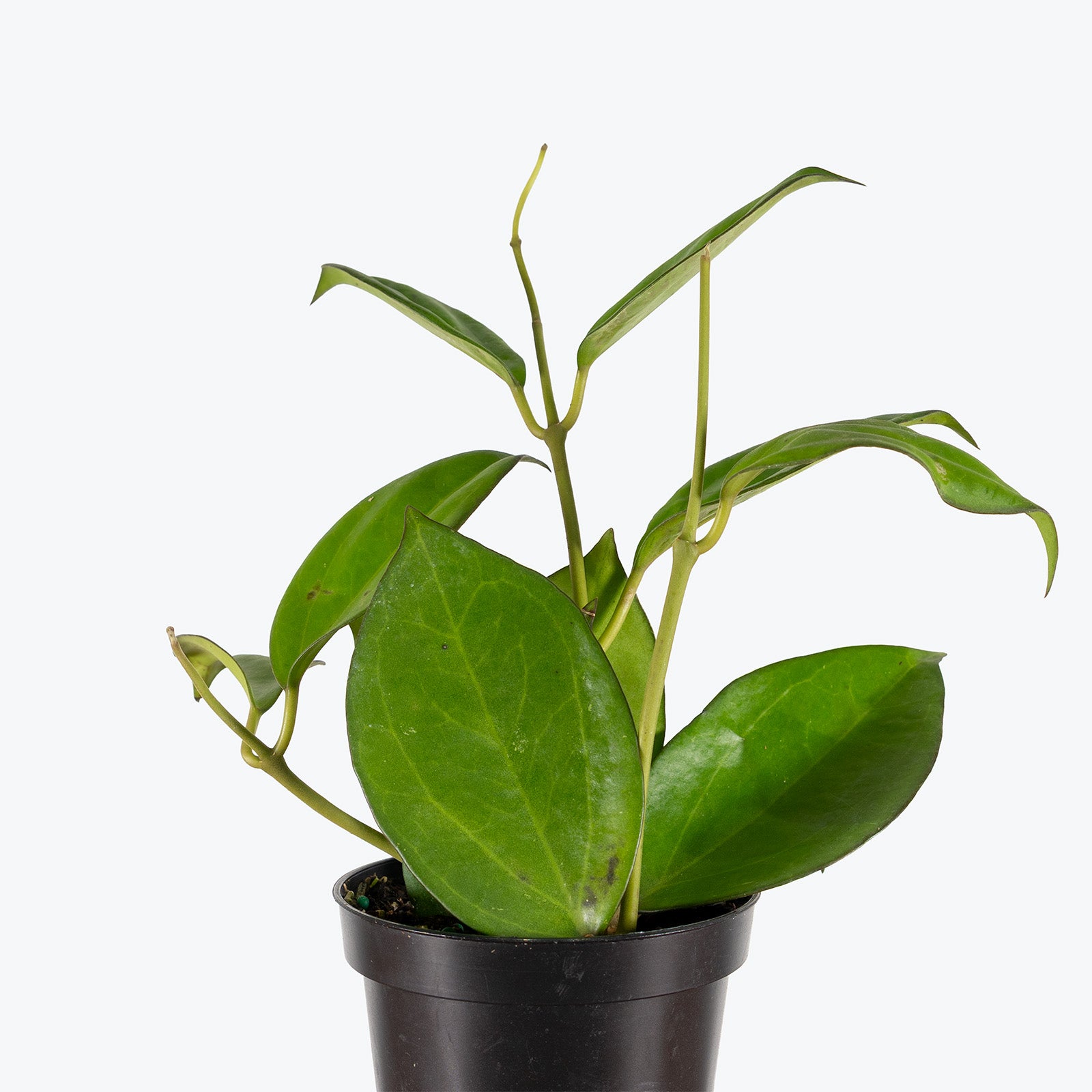 Hoya Icensis | Indoor Tropical Plants & Houseplants for Delivery | Care Guide and Pro Tips