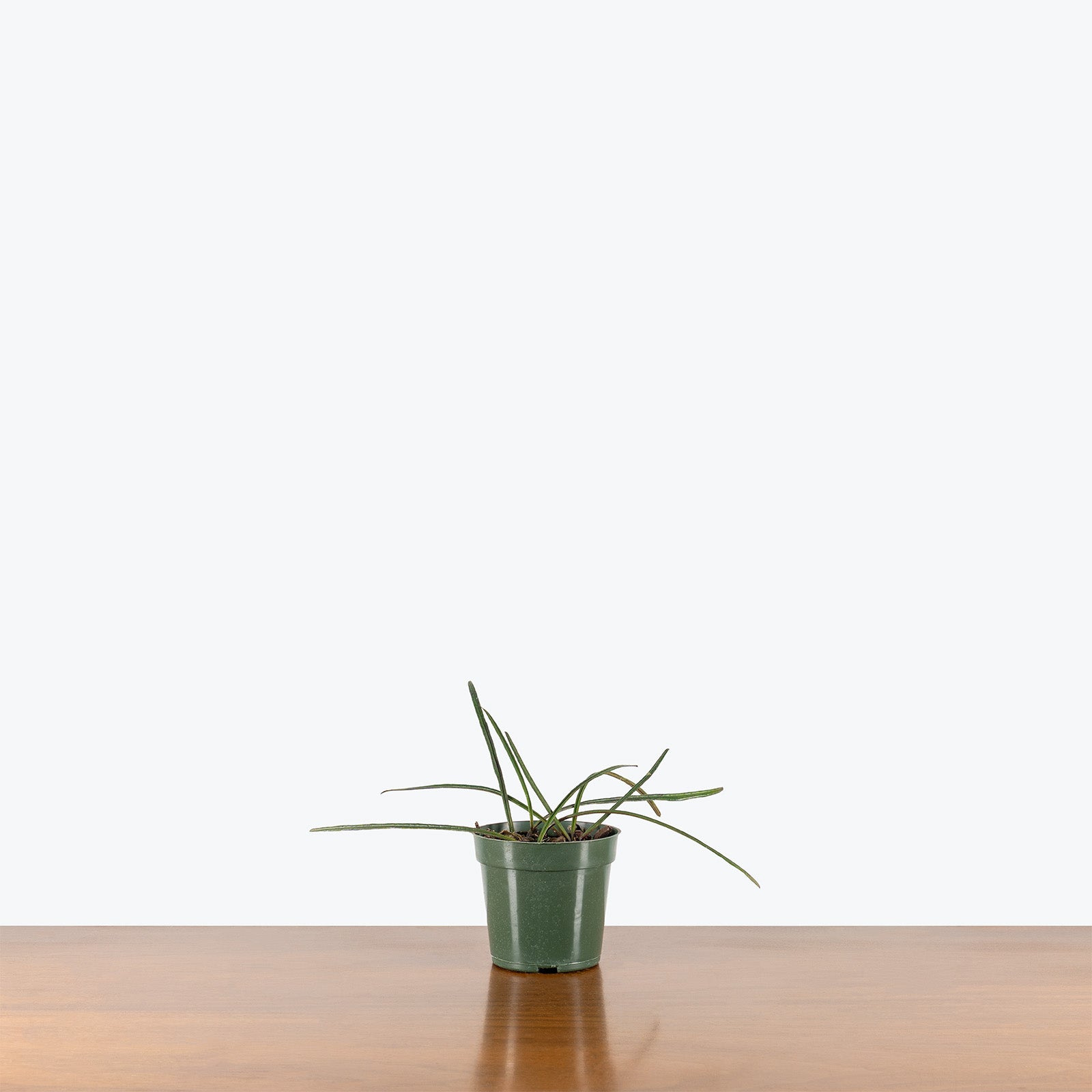 Hoya Insularis | Indoor Tropical Plants & Houseplants for Delivery | Care Guide and Pro Tips