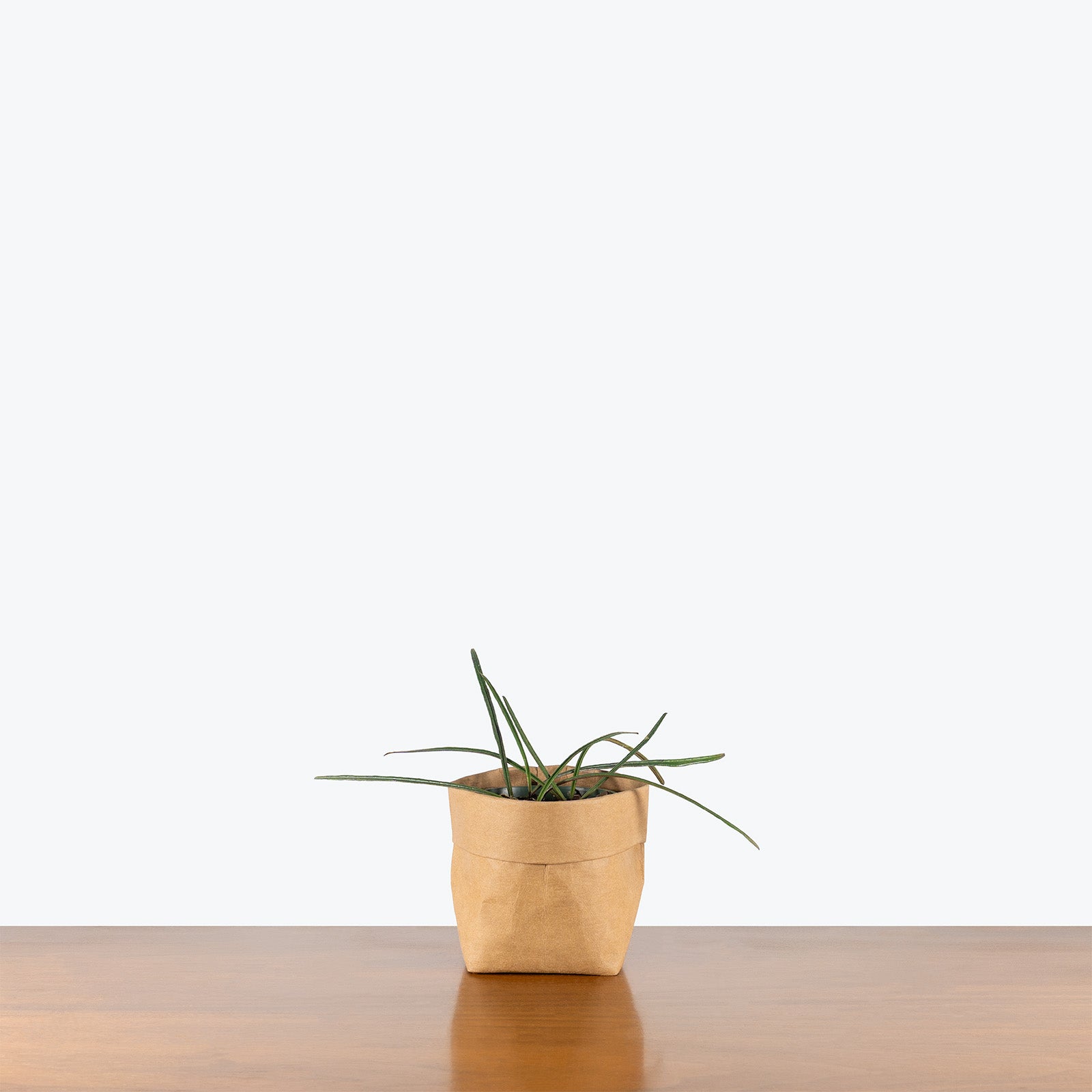 Hoya Insularis | Indoor Tropical Plants & Houseplants for Delivery | Care Guide and Pro Tips