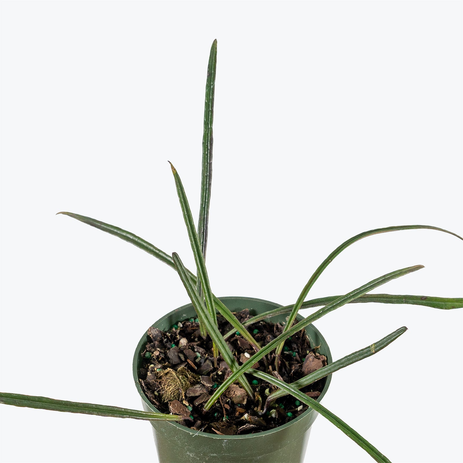 Hoya Insularis | Indoor Tropical Plants & Houseplants for Delivery | Care Guide and Pro Tips