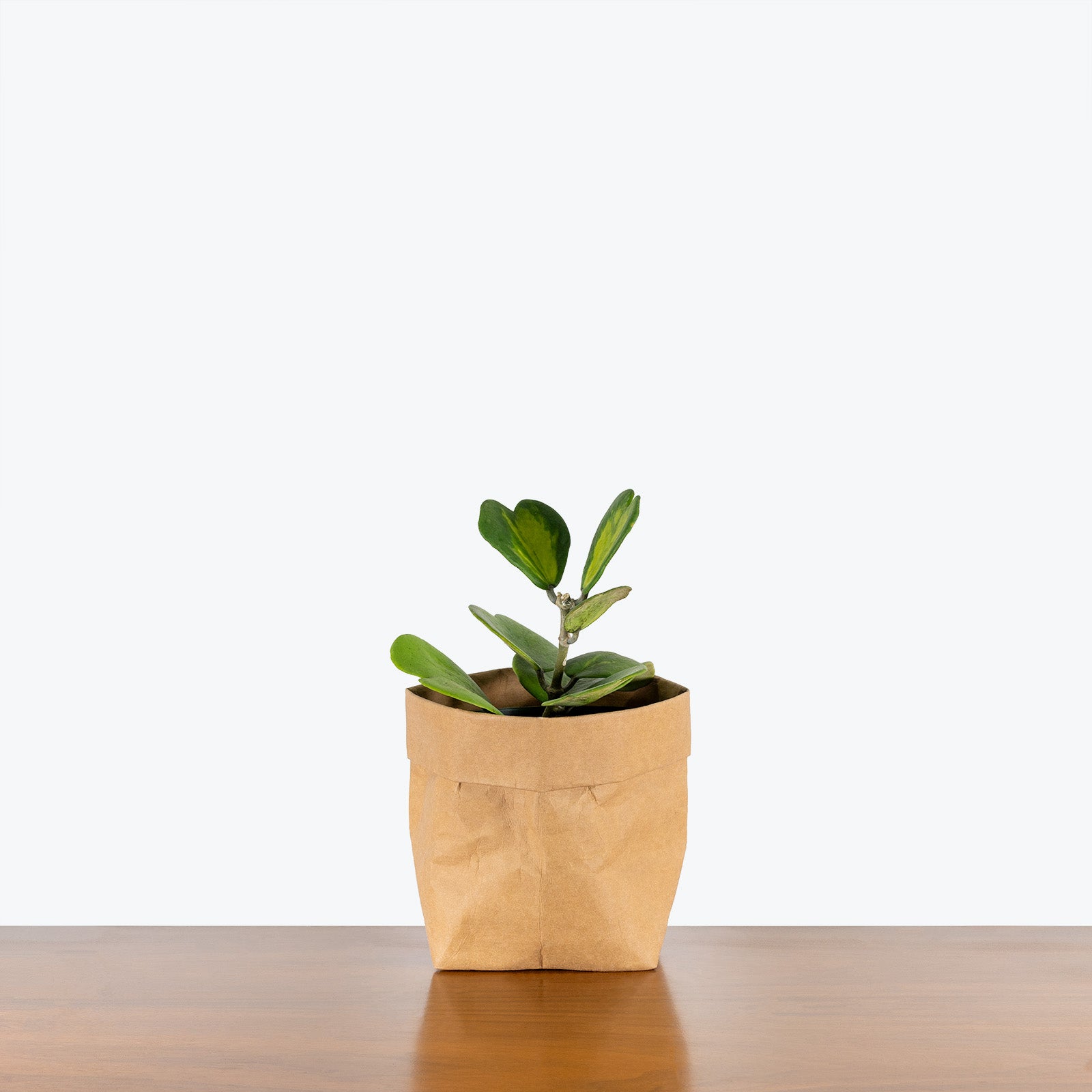 Hoya Kerrii Reverse Variegata | Variegated Hoya Heart - House Plants Delivery Toronto - JOMO Studio