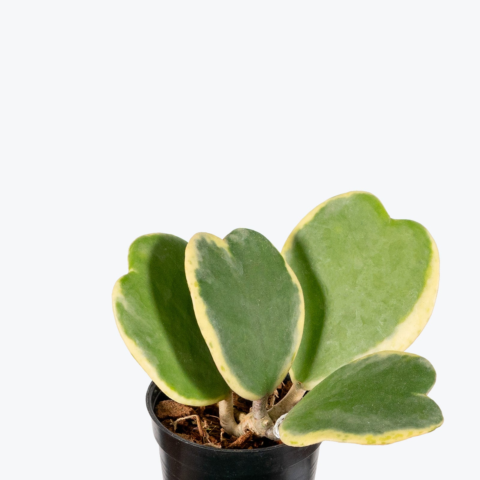 Hoya Kerrii Variegata | Variegated Hoya Heart - House Plants Delivery Toronto - JOMO Studio