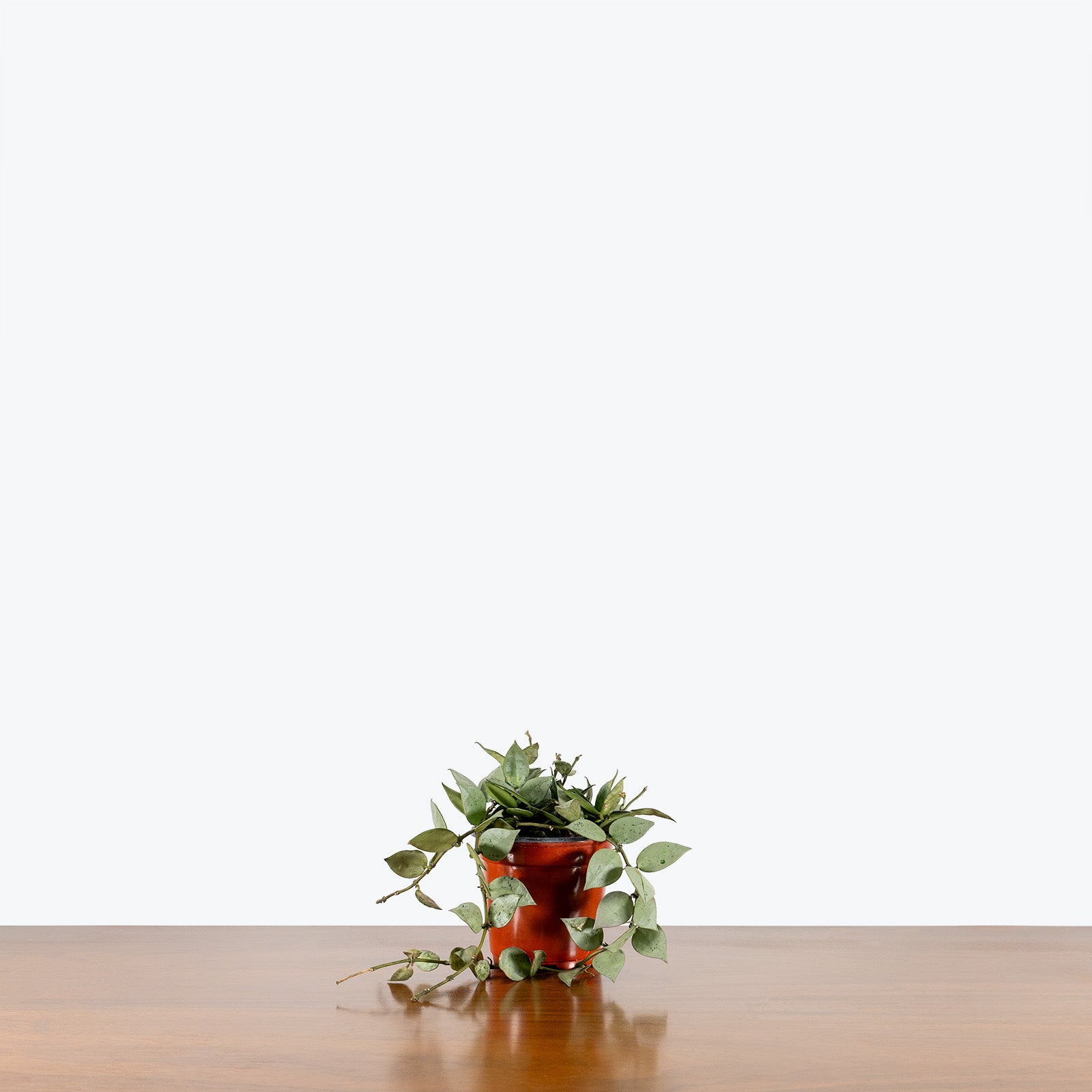 Hoya Krohniana Silver | Care Guide and Pro Tips - Delivery from Toronto across Canada - JOMO Studio