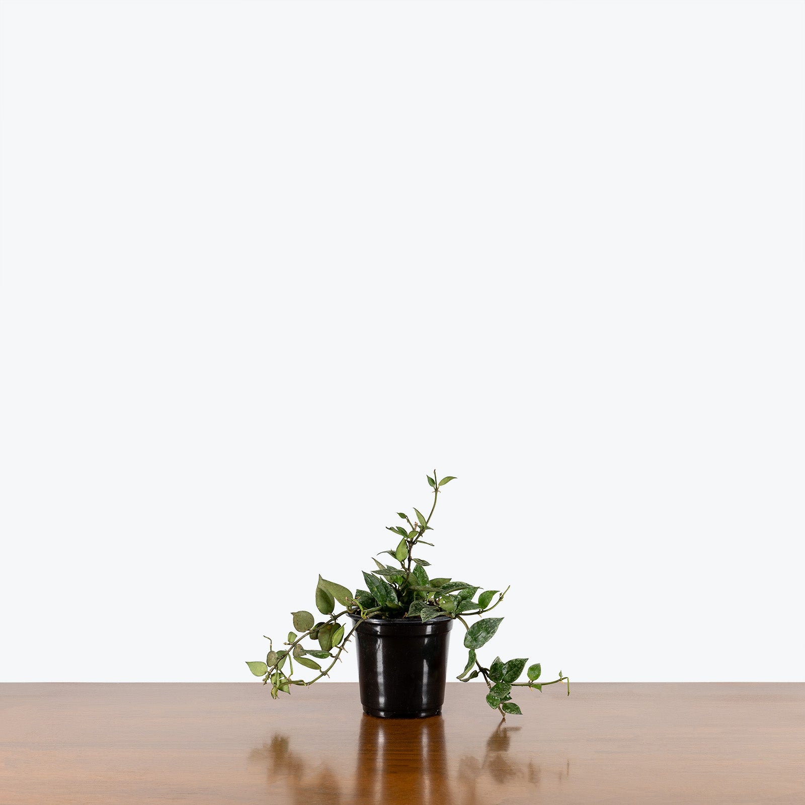 Hoya Krohniana Splash | Indoor Tropical Plants & Houseplants for Delivery | Care Guide and Pro Tips