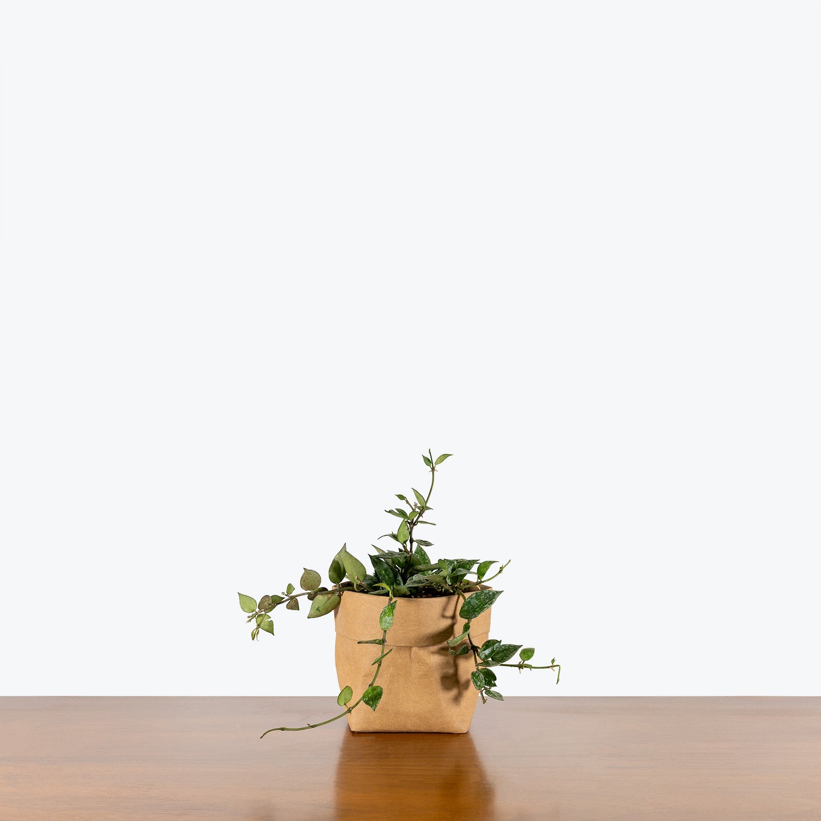 Hoya Krohniana Splash - House Plants Delivery Toronto - JOMO Studio