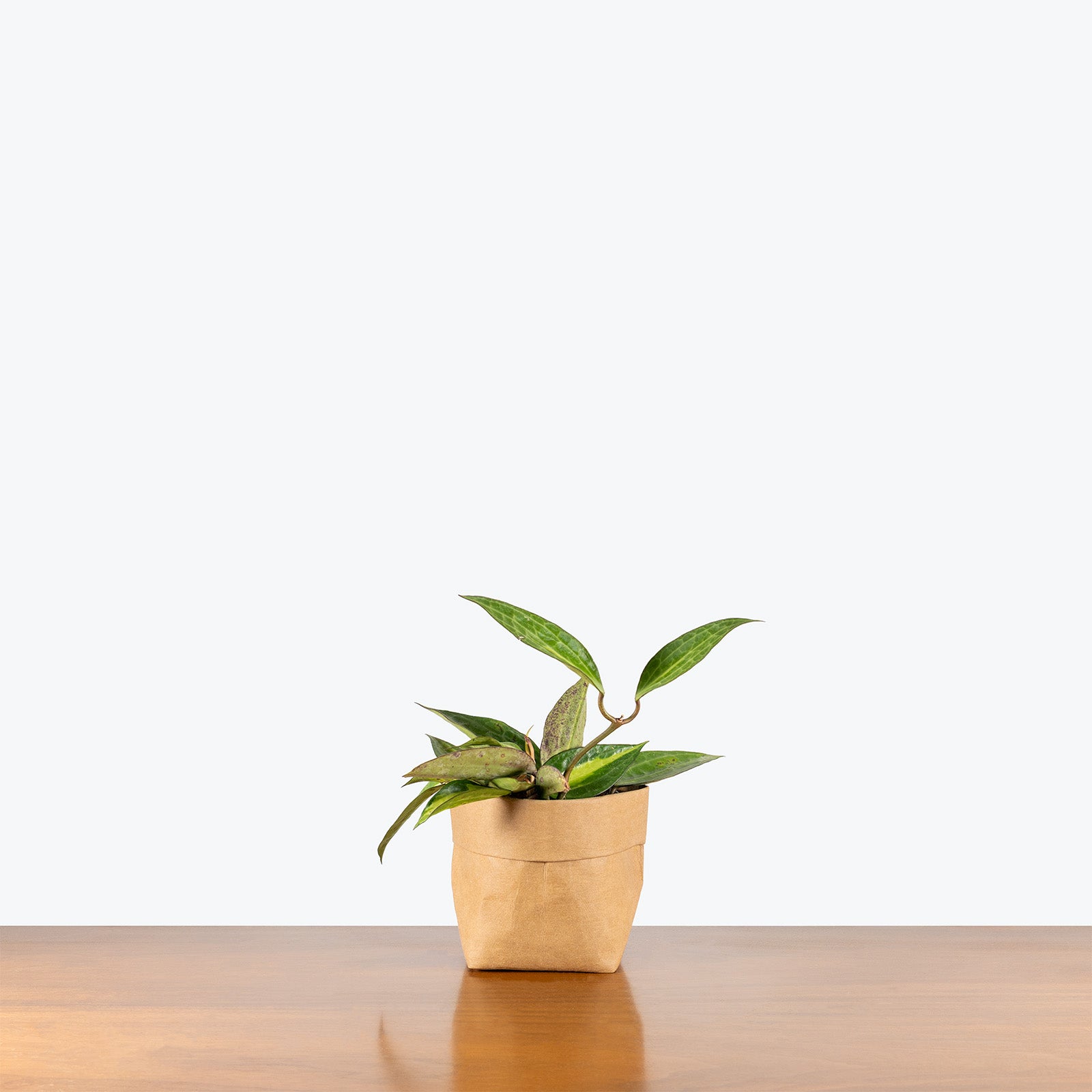 Hoya Latifolia Pot of Gold | Indoor Tropical Plants & Houseplants for Delivery | Care Guide and Pro Tips