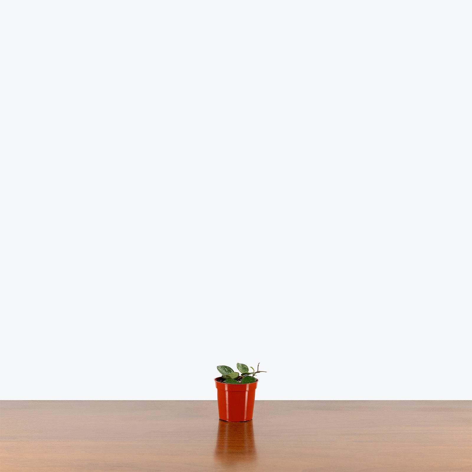 Hoya Mathilde Splash | Care Guide and Pro Tips - Delivery from Toronto across Canada - JOMO Studio