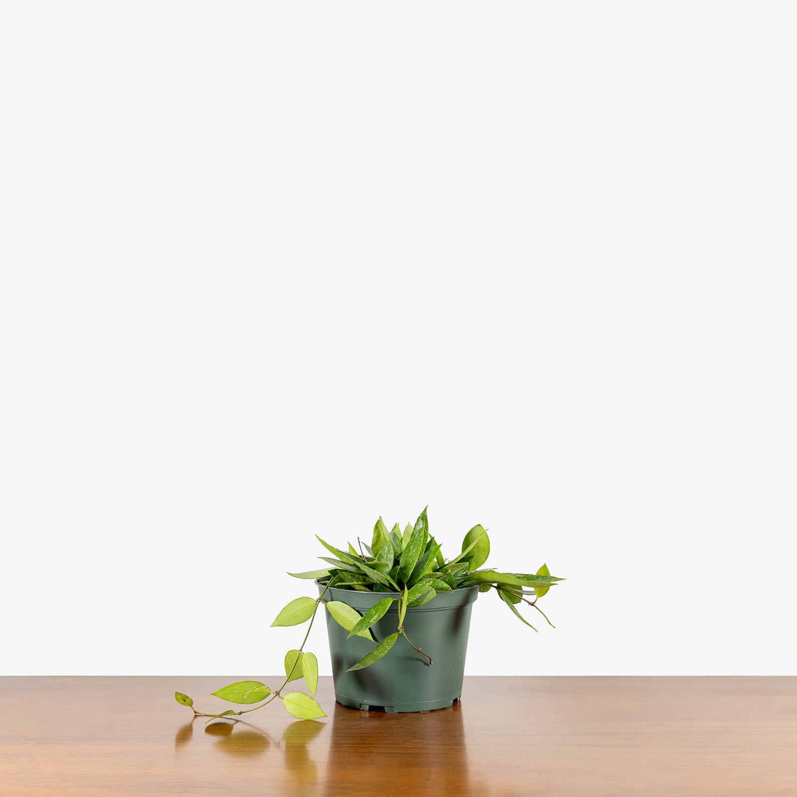 Hoya Memoria (formerly Hoya Gracillis) | Care Guide and Pro Tips - Delivery from Toronto across Canada - JOMO Studio
