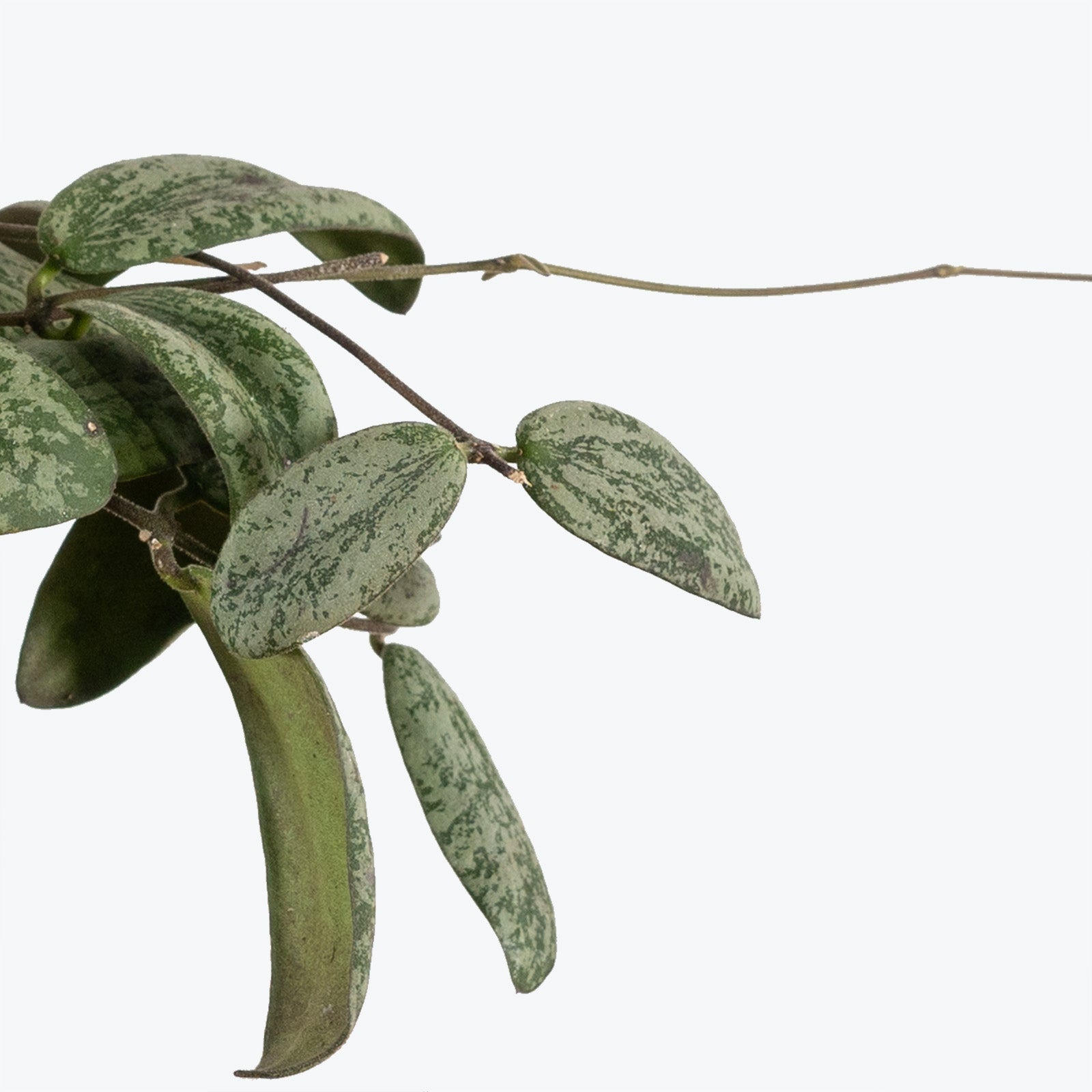 Hoya Sigillatis - House Plants Delivery Toronto - JOMO Studio