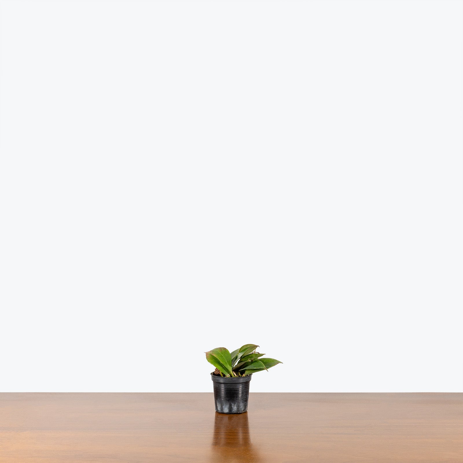 Hoya Sunrise | Care Guide and Pro Tips - Delivery from Toronto across Canada - JOMO Studio
