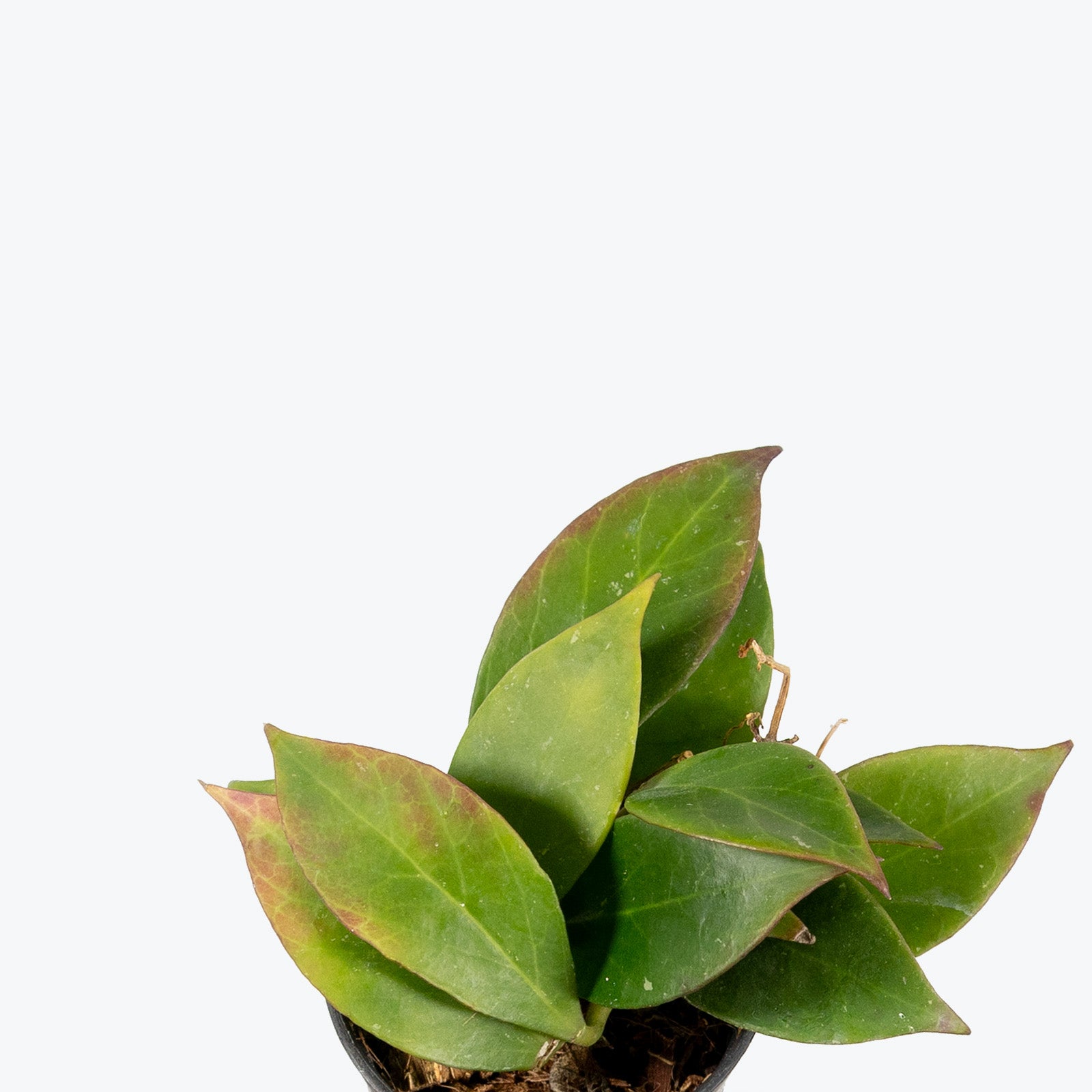 Hoya Sunrise | Care Guide and Pro Tips - Delivery from Toronto across Canada - JOMO Studio