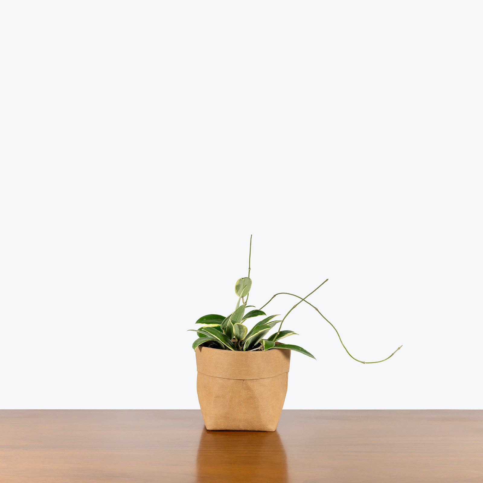 Hoya Acuta Variegata | Care Guide and Pro Tips - Delivery from Toronto across Canada - JOMO Studio