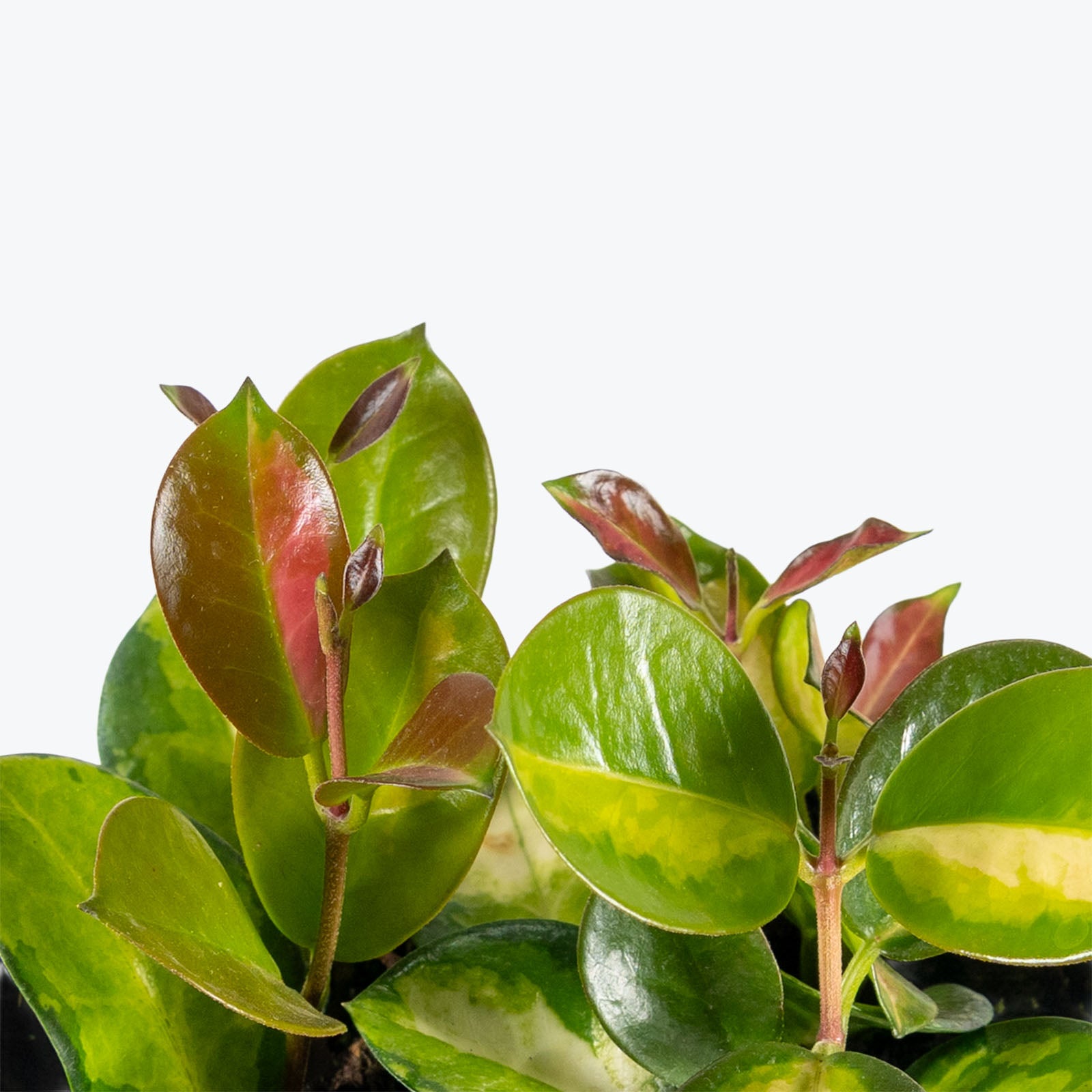 Hoya Australis Lisa | Easy Care Pet Friendly Houseplants for Delivery | Care Guide and Pro Tips